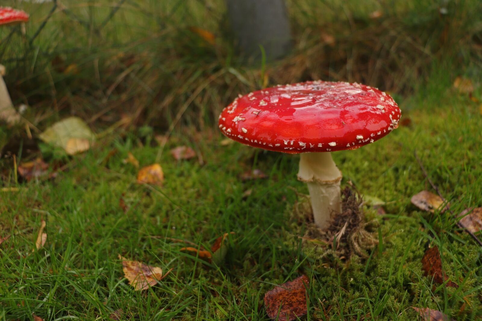 Canon EOS 200D (EOS Rebel SL2 / EOS Kiss X9) sample photo. Autumn, fly agaric, mushroom photography