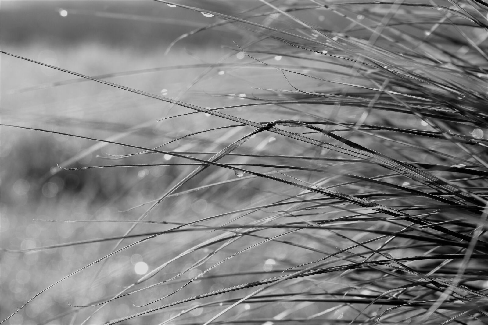 Nikon D5500 sample photo. Grass, plant, grasses photography