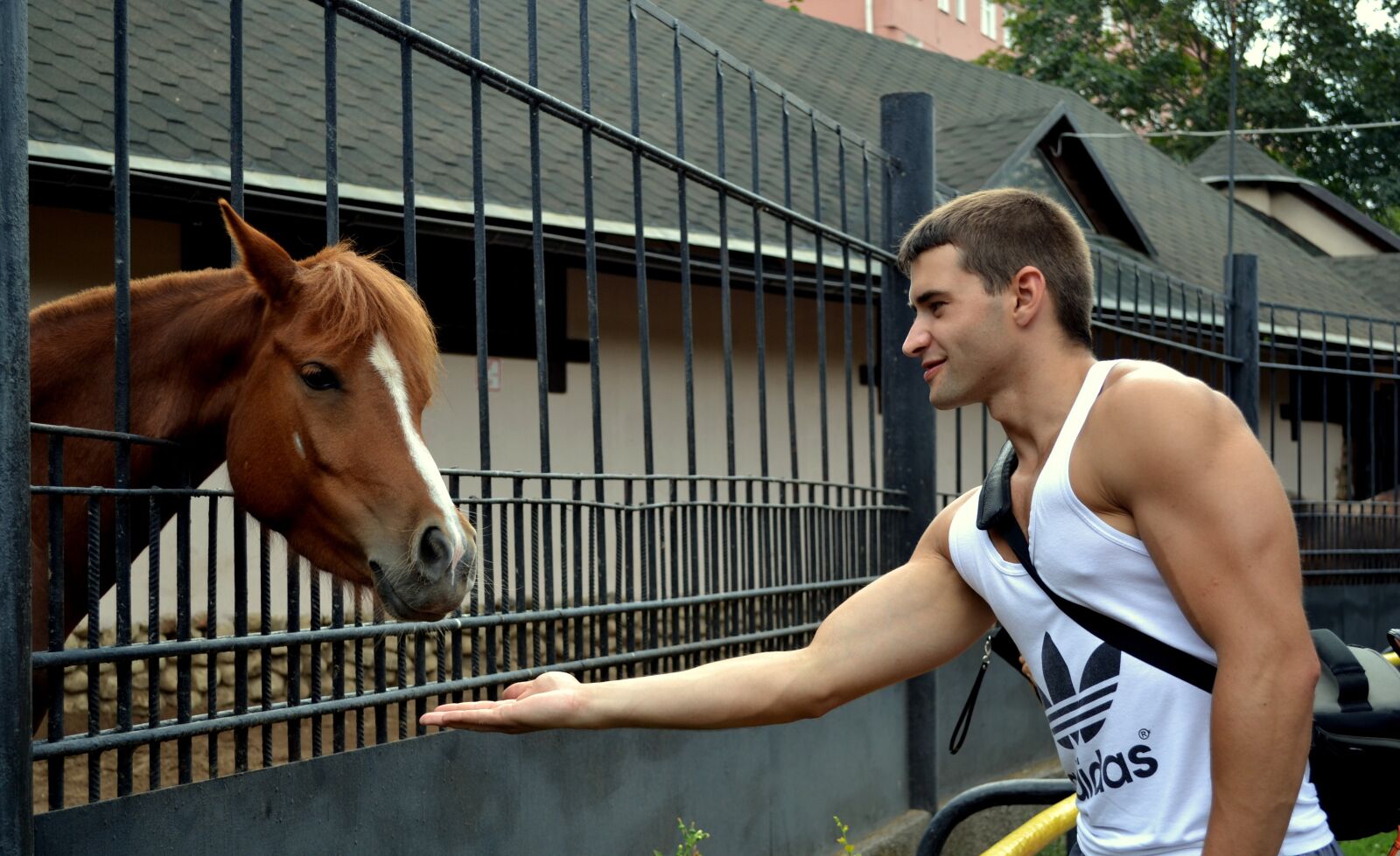 Nikon D3100 sample photo. Horse, muscle, men photography