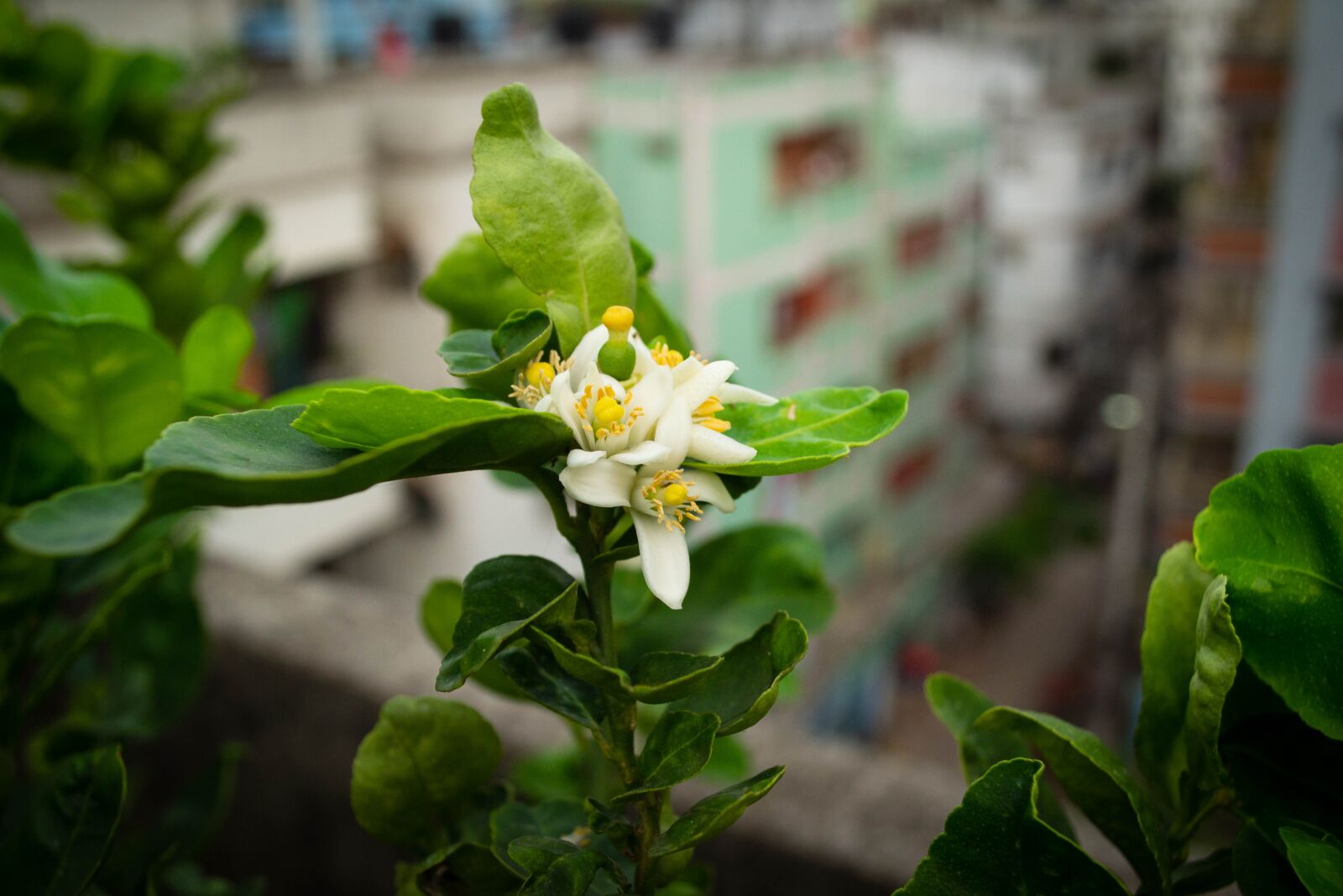 Nikon D3100 sample photo. Lemon flower, plant, garden photography