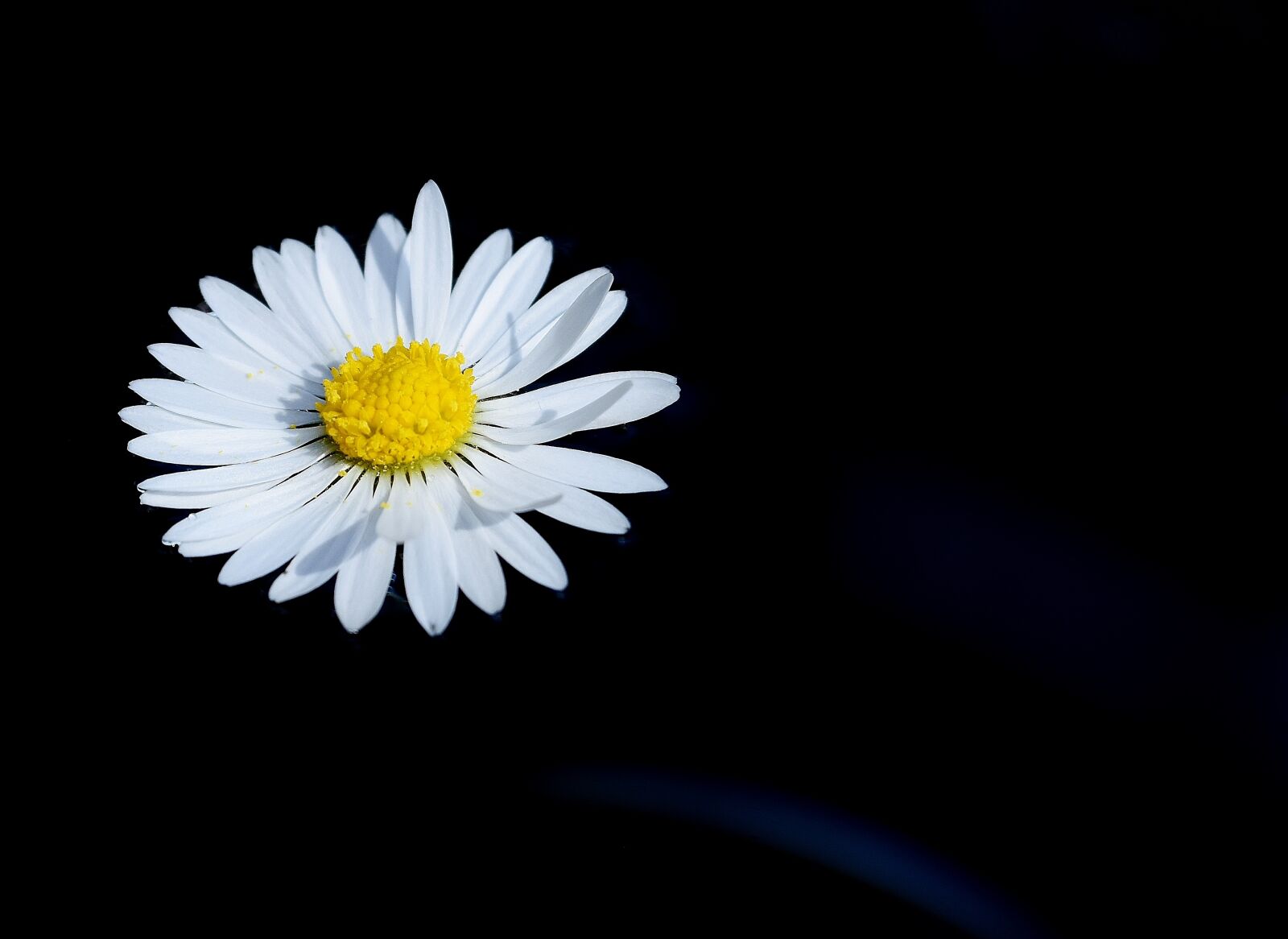 Nikon D7200 sample photo. Daisy, swim, flower photography