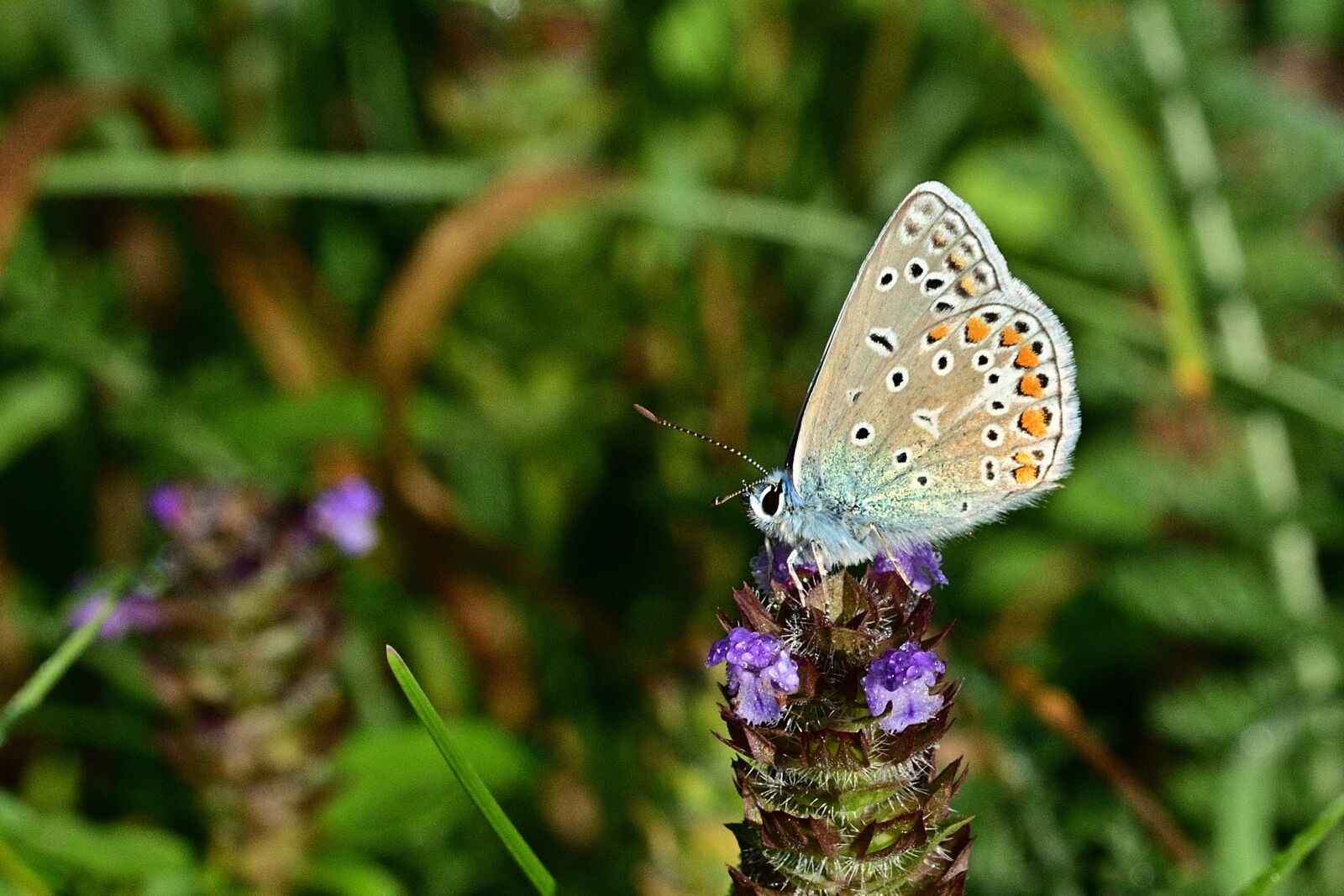 Nikon D5200 sample photo. Nature, butterfly, common blue photography