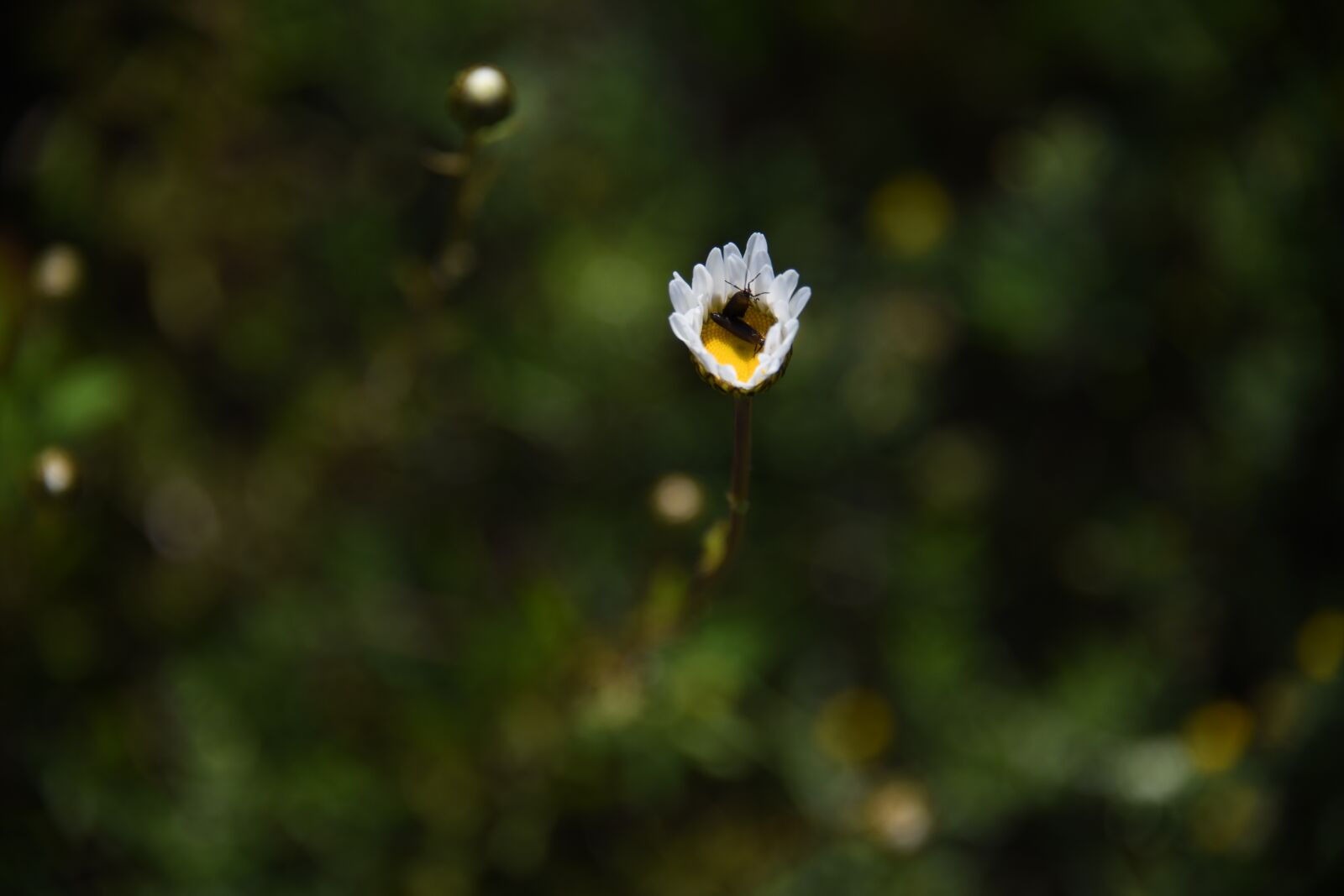 Nikon D850 sample photo. Daisy, flower, white photography