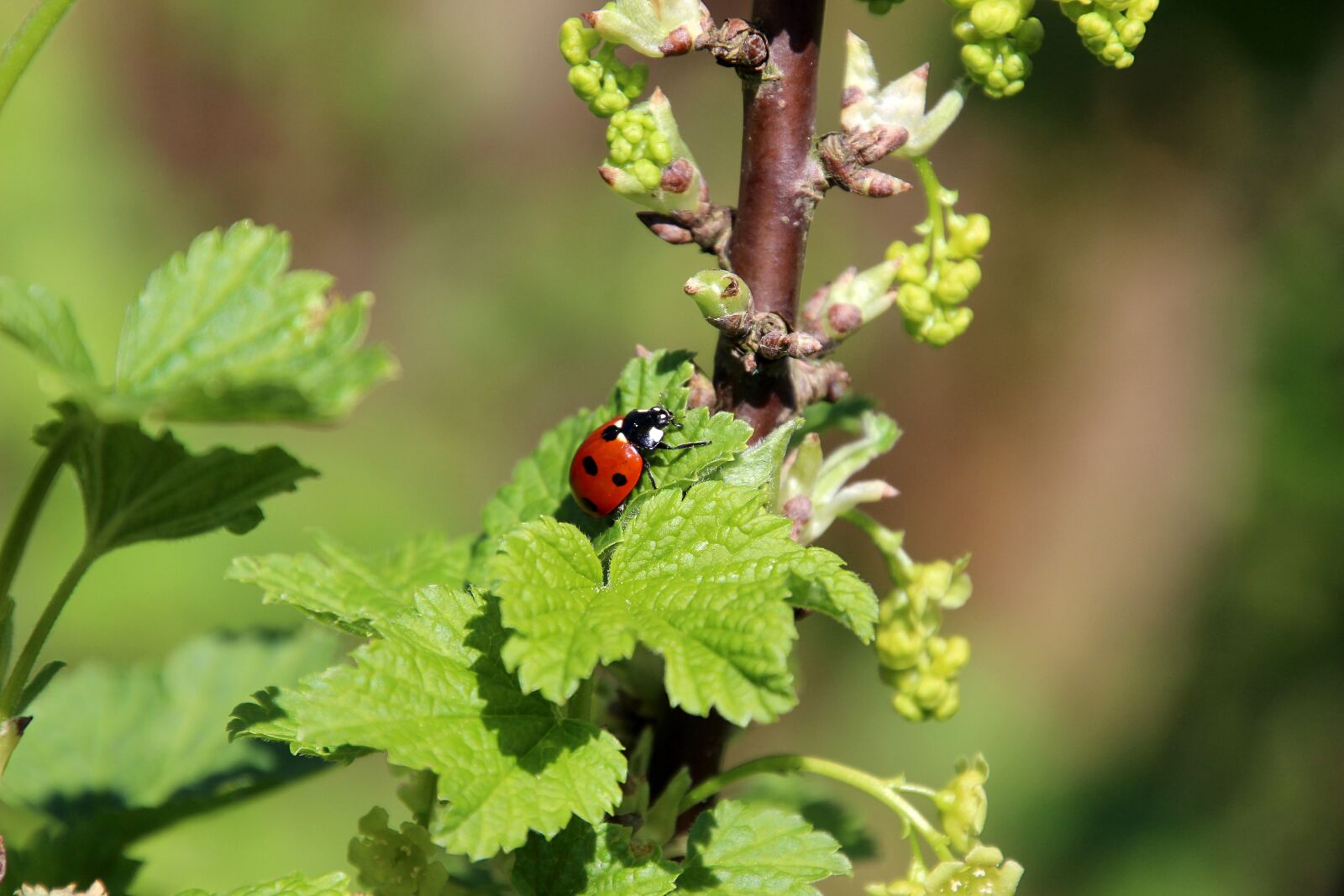 Canon EOS 600D (Rebel EOS T3i / EOS Kiss X5) sample photo. Nature, spring, bug photography