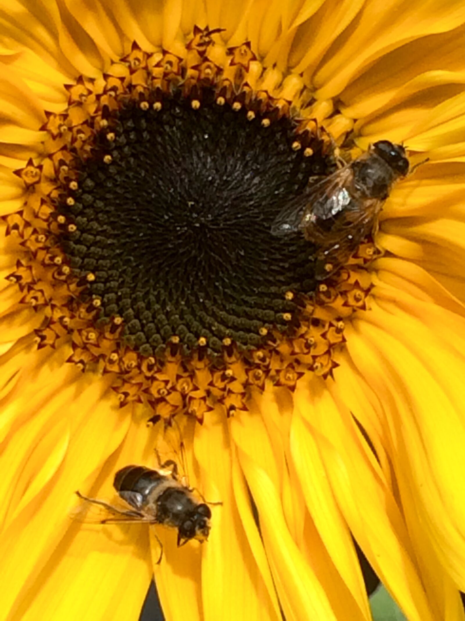 Apple iPhone 5s sample photo. Flowers, sunflower, nature photography