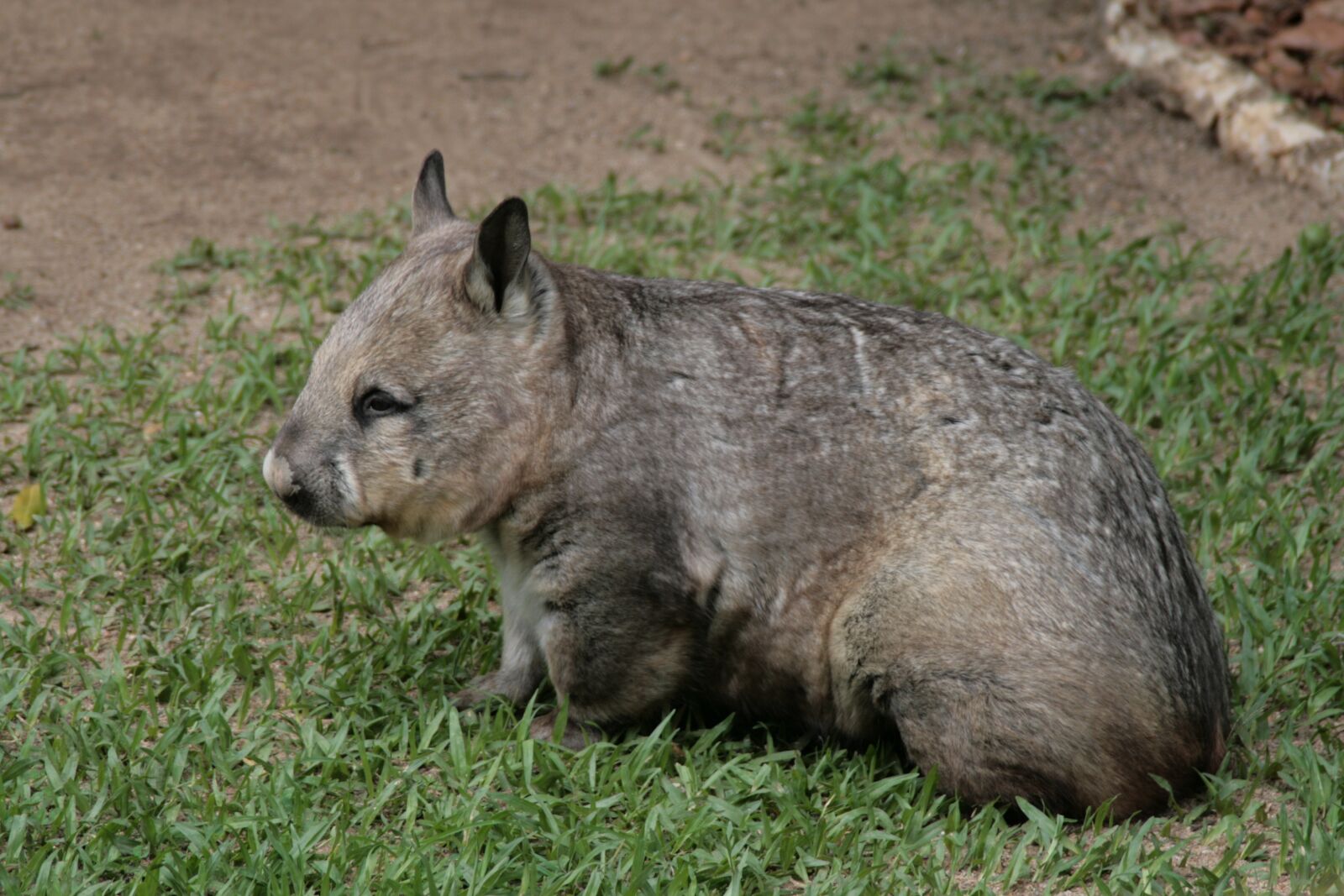 Canon EOS 400D (EOS Digital Rebel XTi / EOS Kiss Digital X) sample photo. Wombat, australia, animal photography