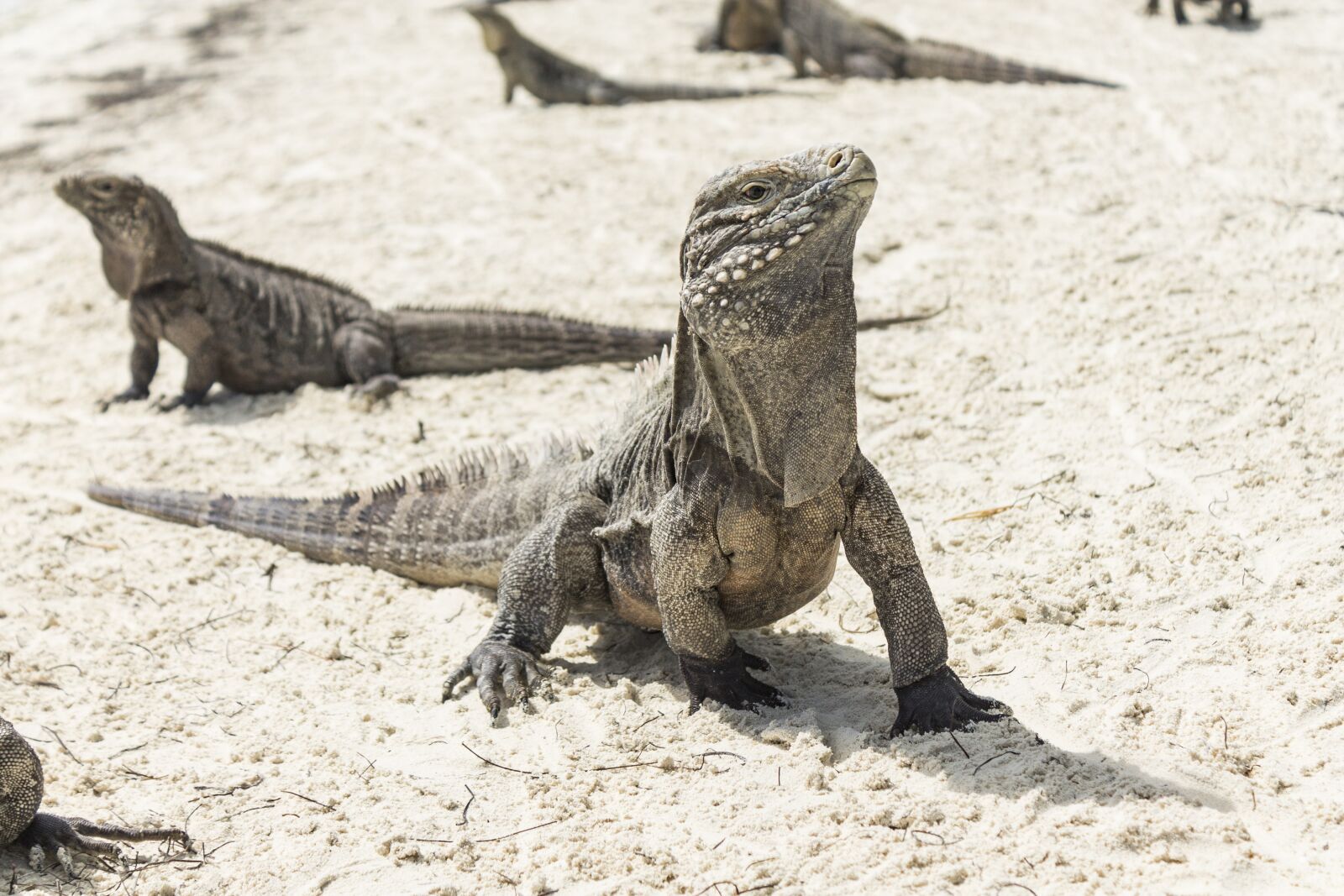 Canon EOS 1100D (EOS Rebel T3 / EOS Kiss X50) sample photo. Iguana, reptile, lizard photography