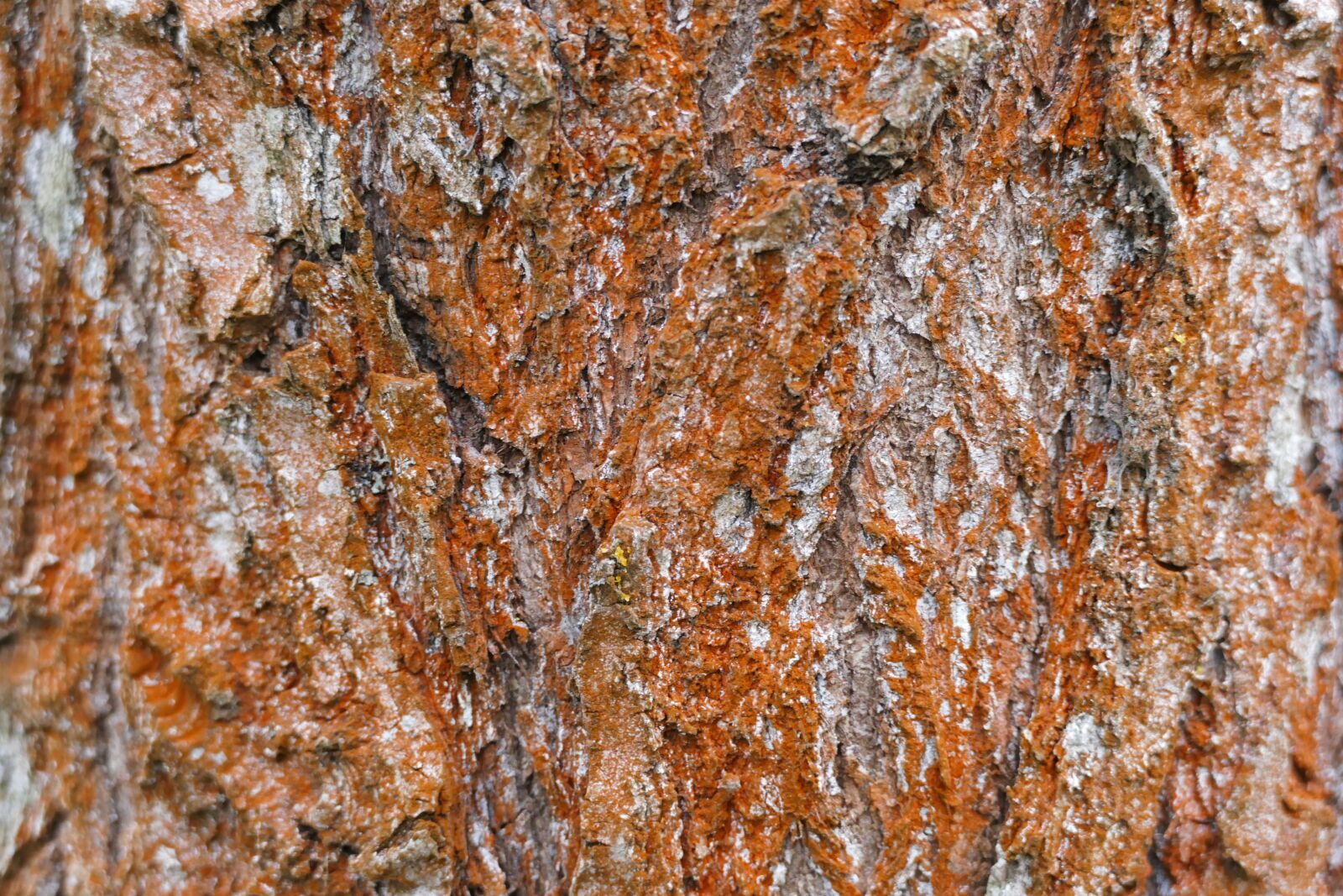Panasonic Lumix DMC-FZ1000 sample photo. Tree, bark, pine photography