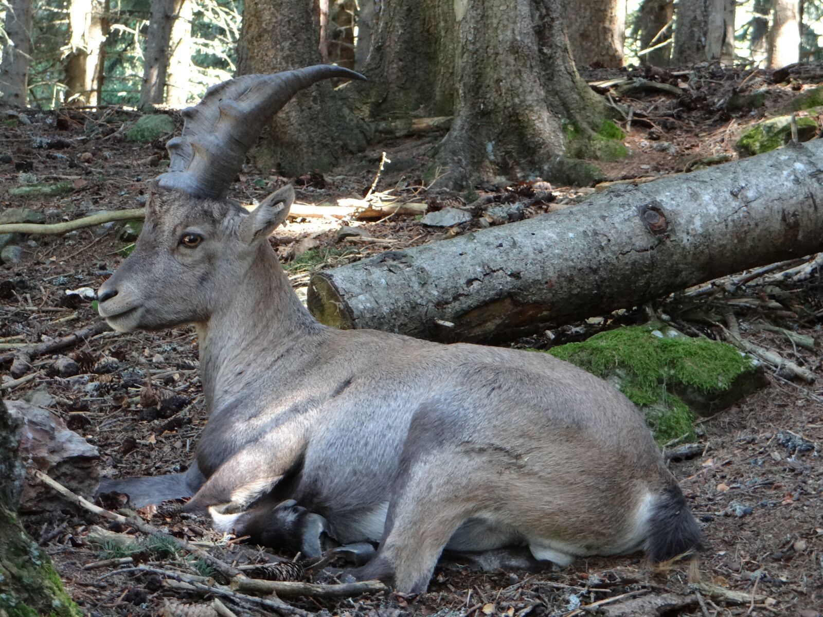 Sony DSC-HX200V sample photo. Animal, nature, ibex photography