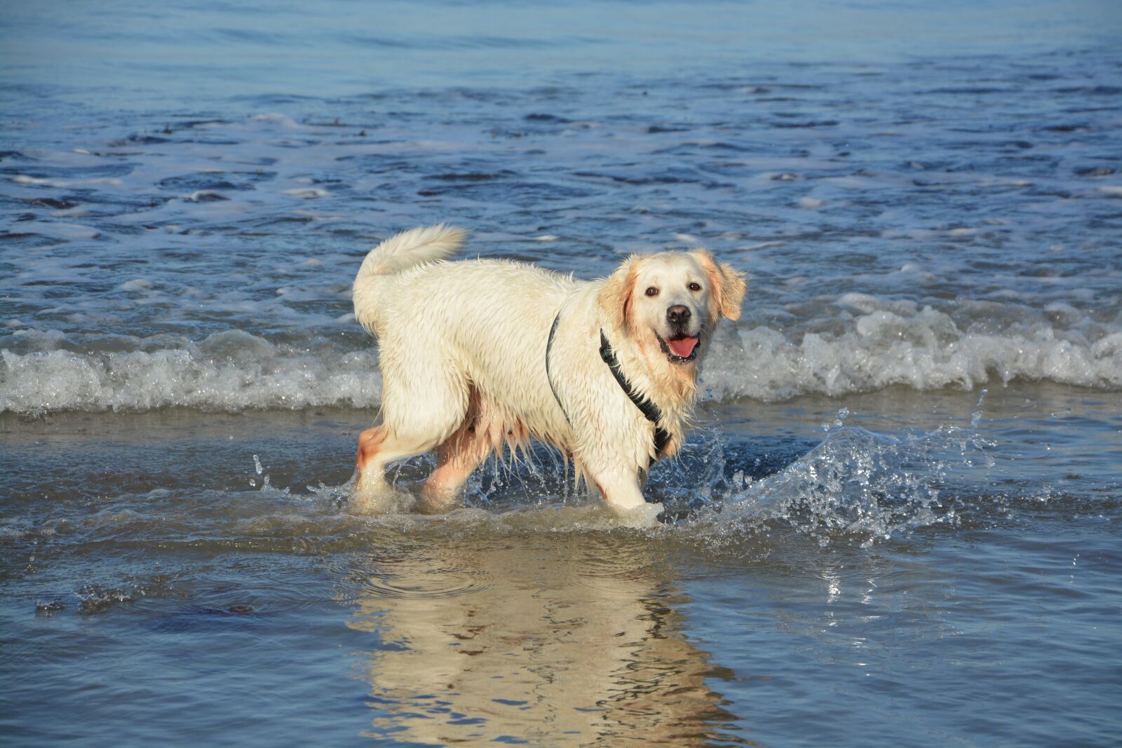 Nikon D5200 sample photo. Dog golden retriever, bathing photography