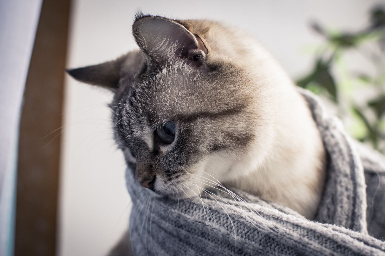 Nikon D5300 sample photo. Cat, cats, kitten photography