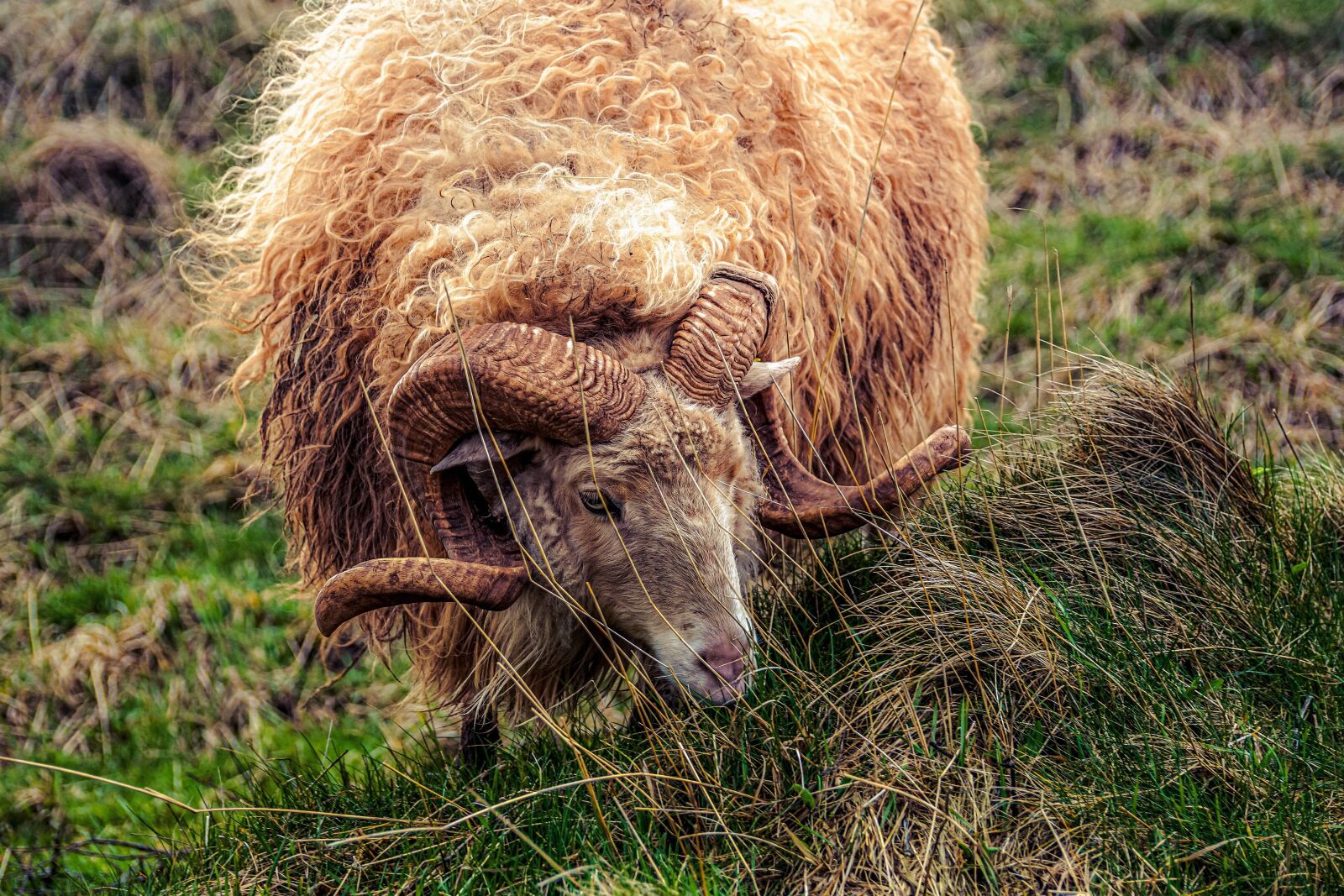 Sony DT 55-300mm F4.5-5.6 SAM sample photo. Sheep, aries, horns photography