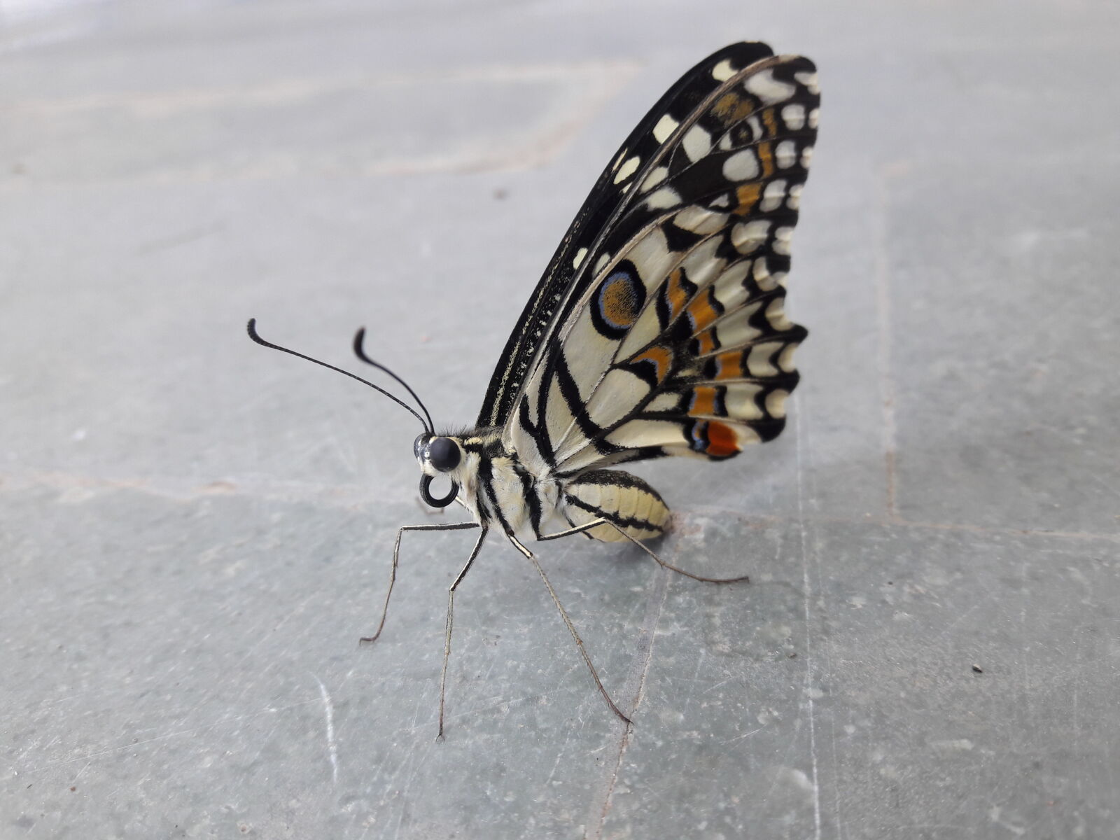 Samsung Galaxy J7 sample photo. Butterfly photography