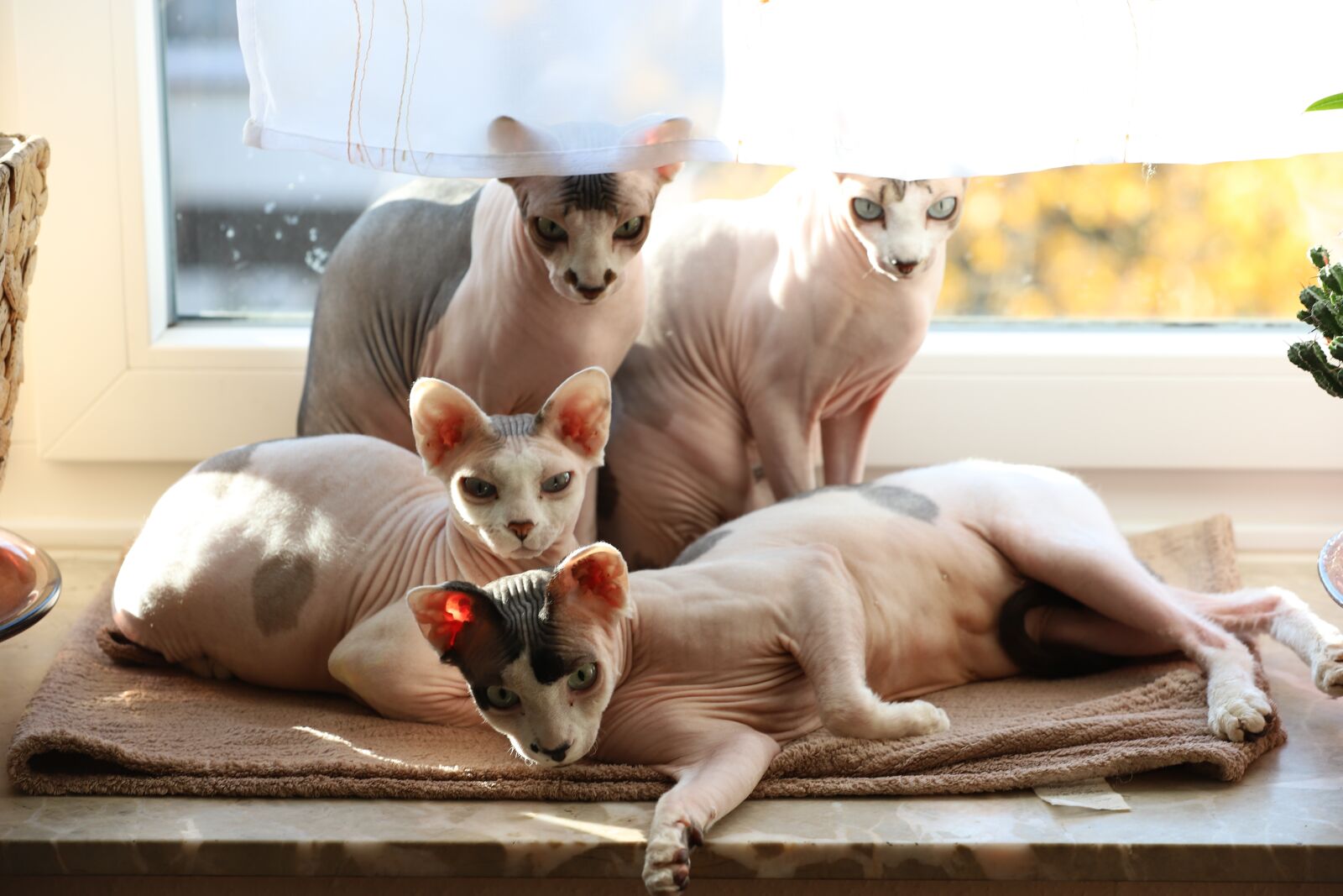 Canon EOS 6D Mark II sample photo. Cat family, cats, cute photography