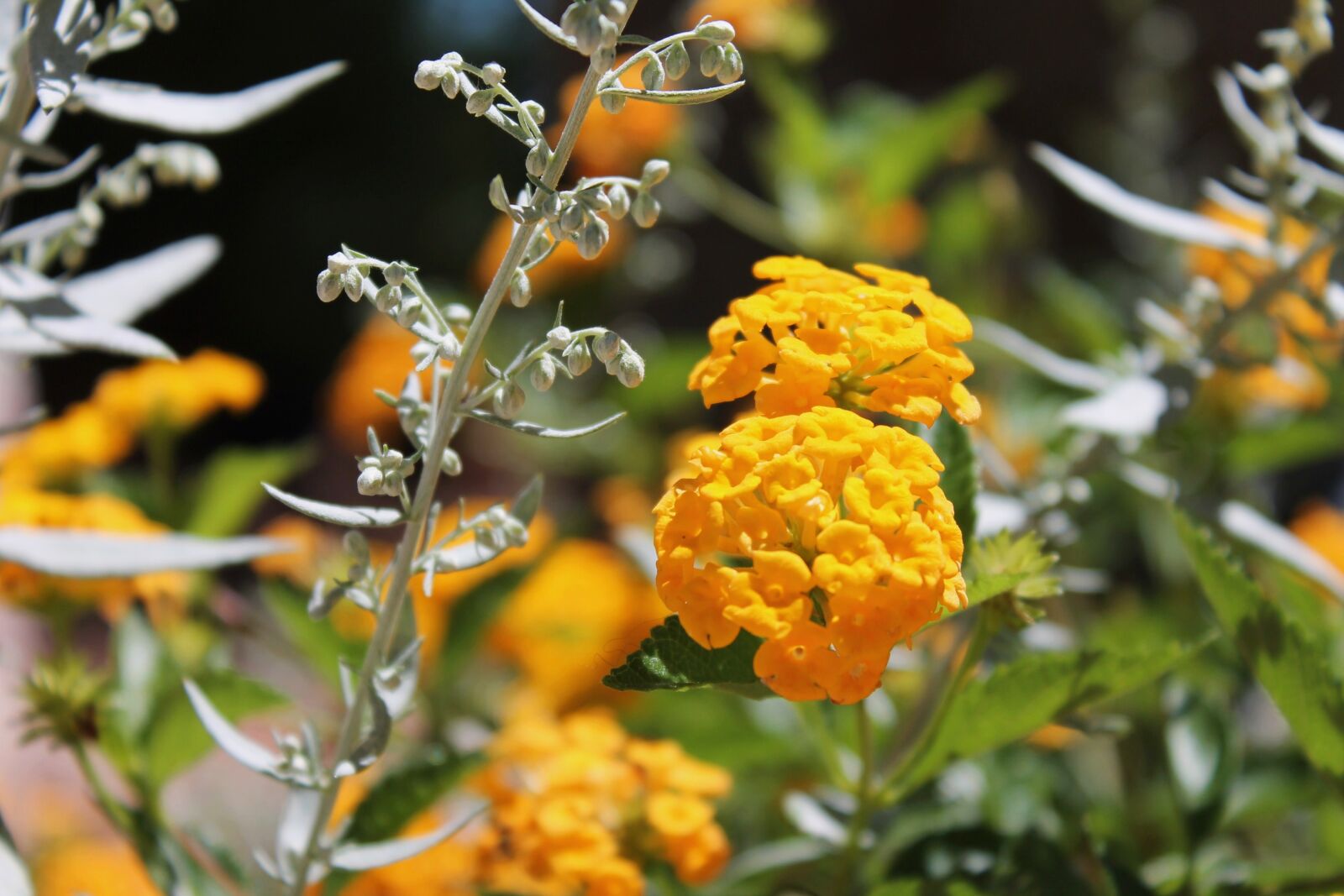 Canon EOS 1100D (EOS Rebel T3 / EOS Kiss X50) sample photo. Yellow, flower, floral photography