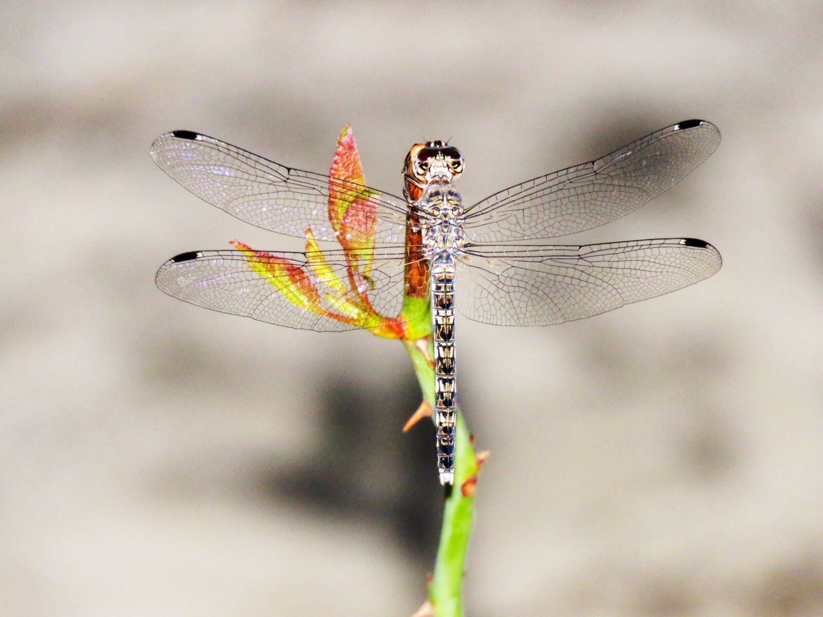 Canon PowerShot SX60 HS sample photo. Dragonfly, insect, multifaceted eyes photography