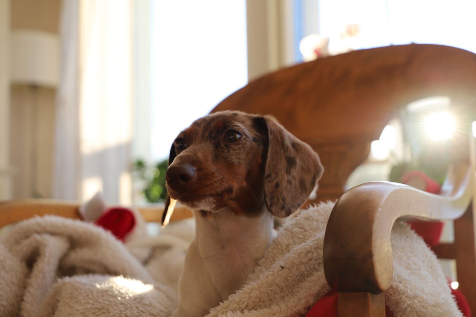 Canon EOS 6D Mark II sample photo. Cute, dog, domestic photography