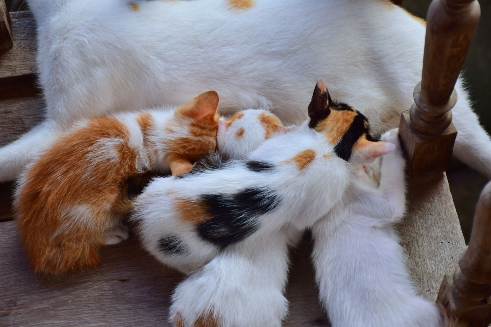 Nikon D5300 sample photo. Cat, kitten, cute photography