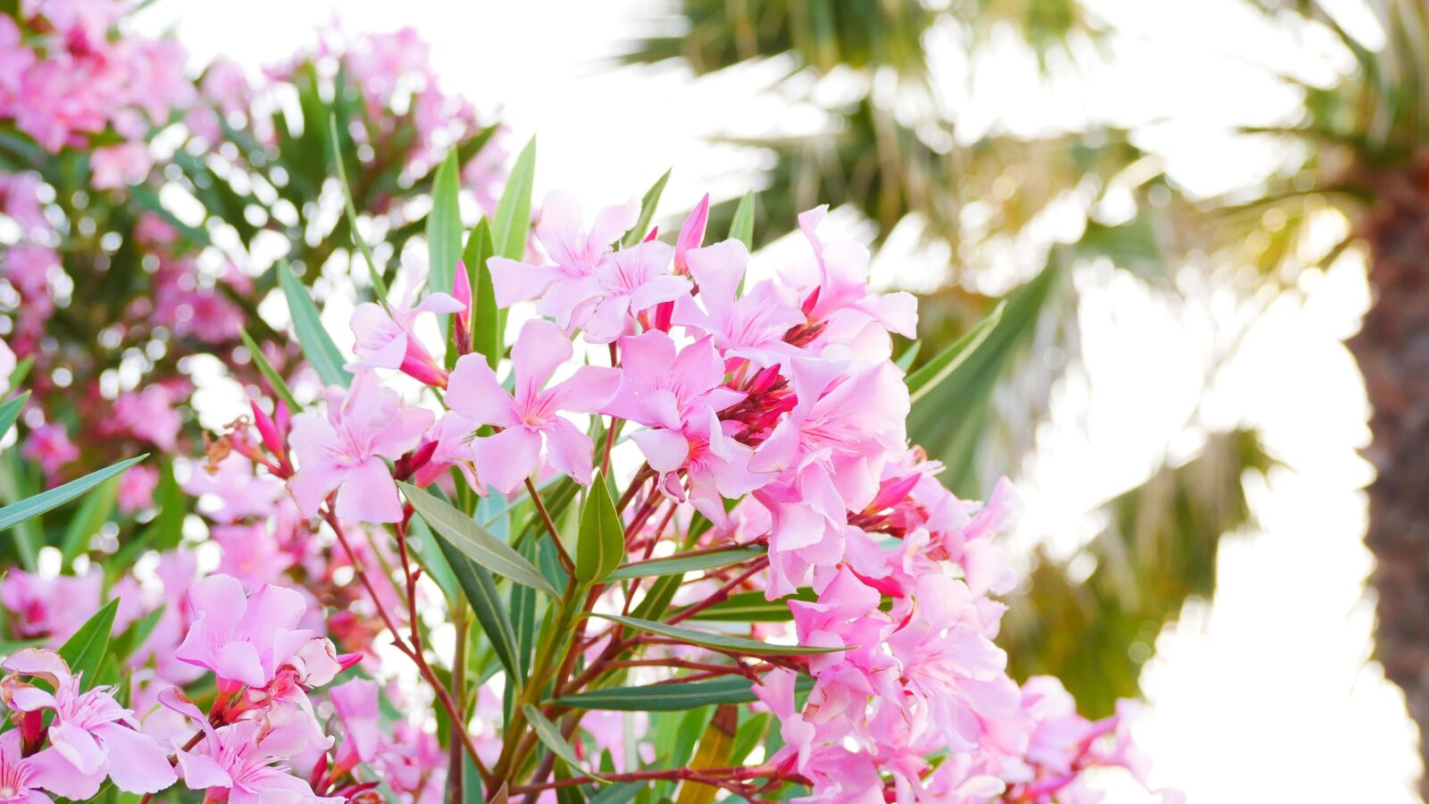 Panasonic Lumix DMC-GX85 (Lumix DMC-GX80 / Lumix DMC-GX7 Mark II) sample photo. Bloom, flowers, pink photography