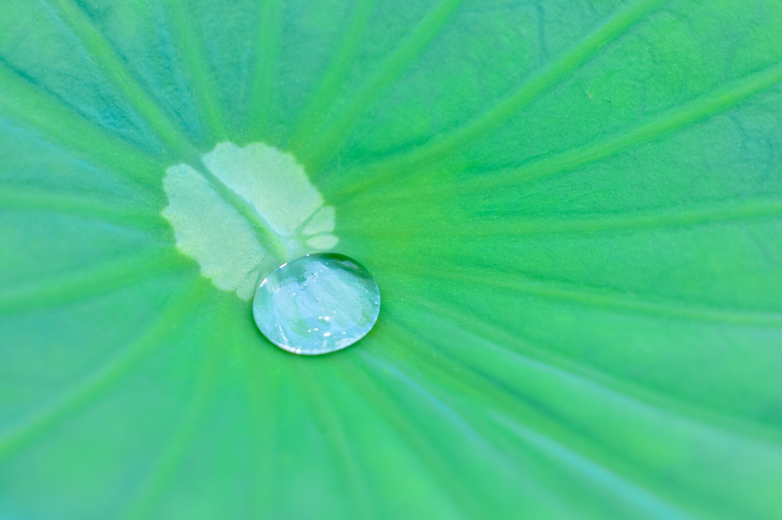 Nikon Df sample photo. Natural, plant, green photography