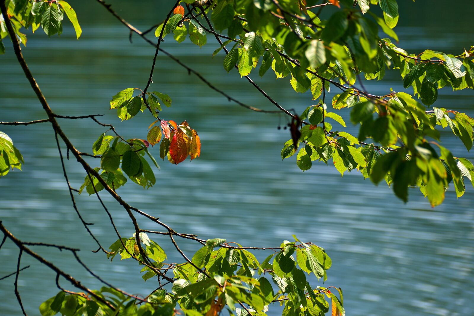 Sony ILCA-77M2 + Sony DT 55-300mm F4.5-5.6 SAM sample photo. Autumn, leaves, water photography