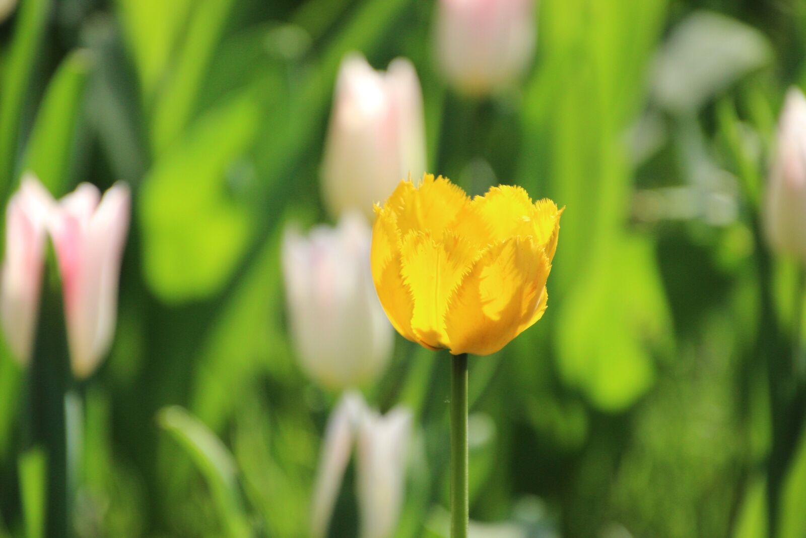 Canon EOS 600D (Rebel EOS T3i / EOS Kiss X5) sample photo. Flower, tulip, plant photography