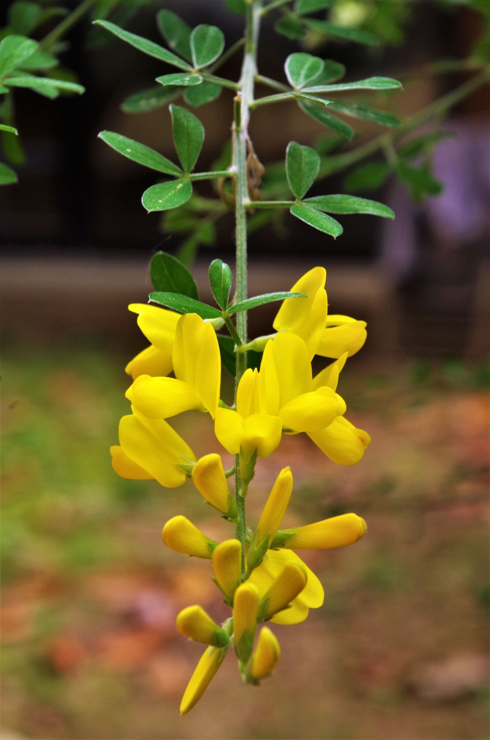 Pentax K-50 sample photo. Flowers, yellow flowers, wildflowers photography