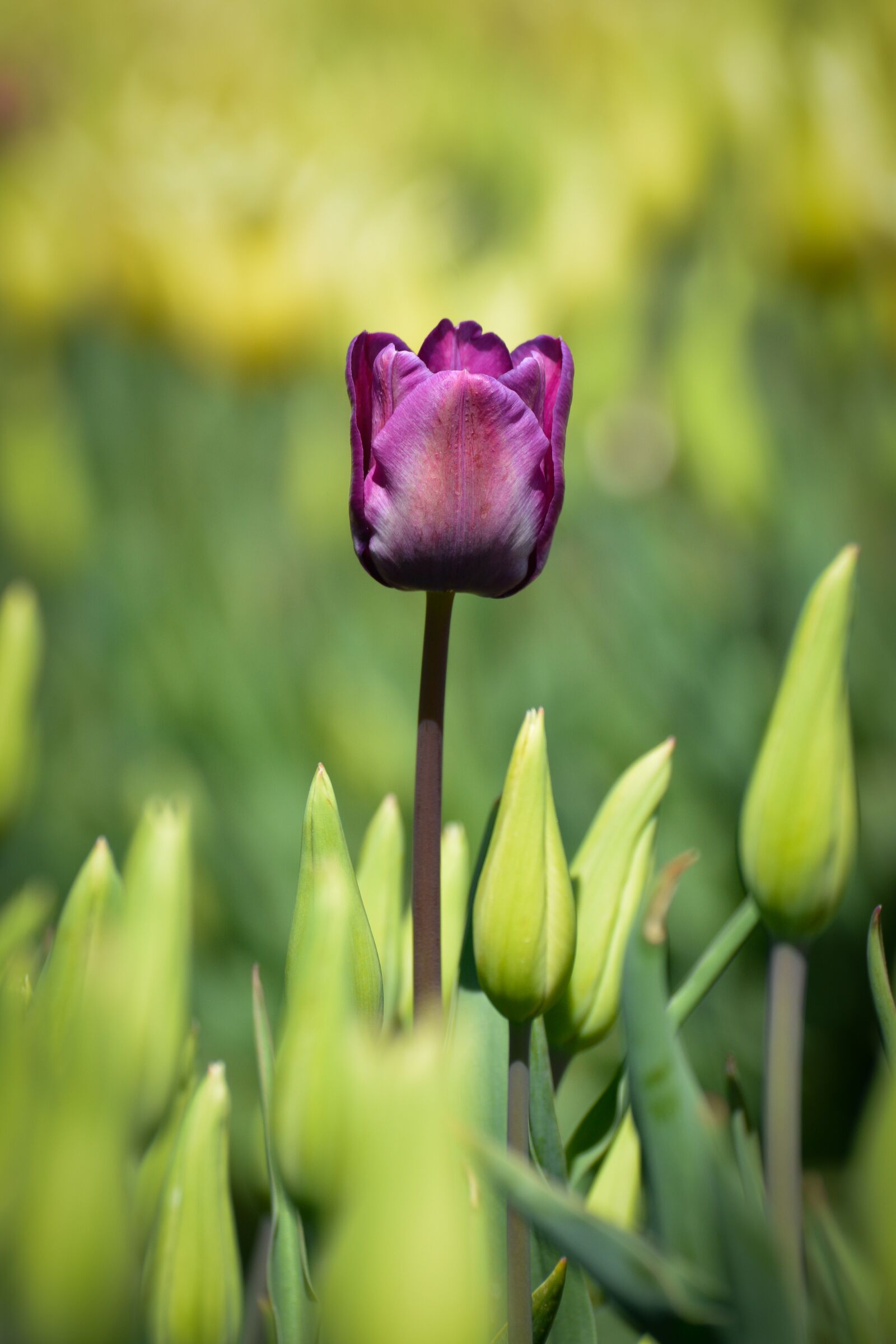 Nikon D7100 sample photo. Tulips, flower, holland photography