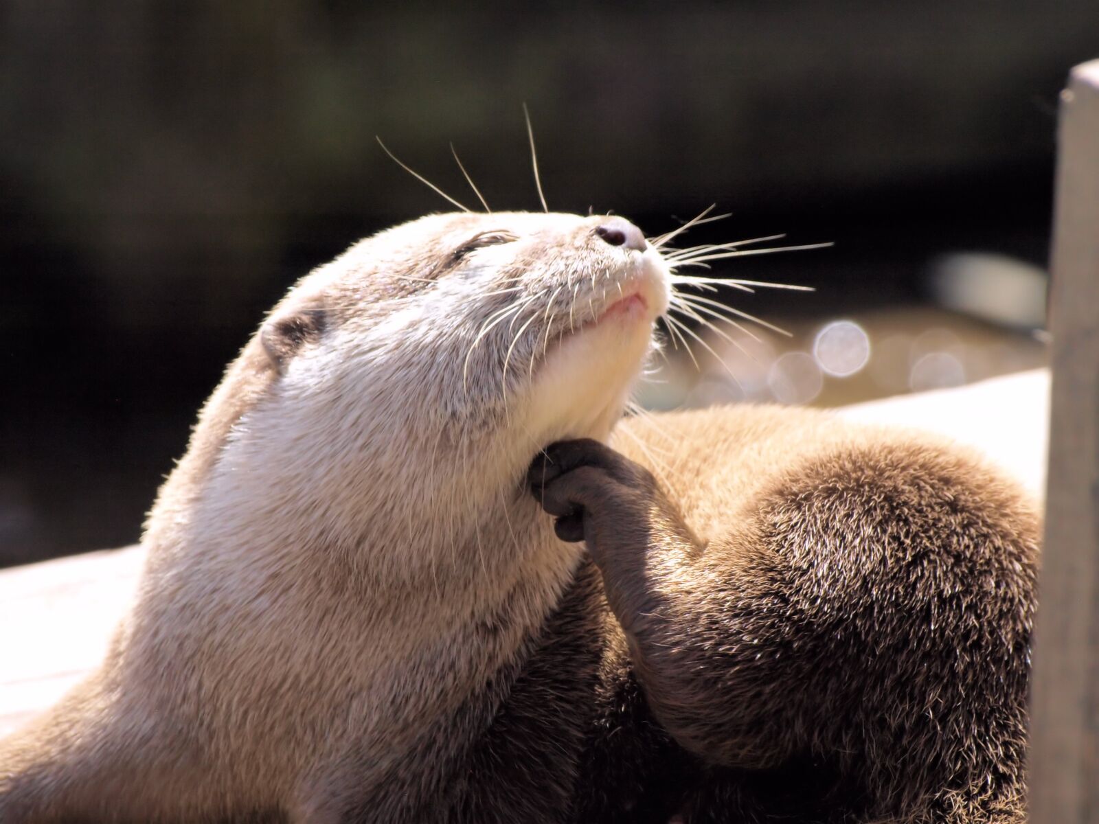 Olympus E-510 (EVOLT E-510) sample photo. Otter, portrait, grooming photography