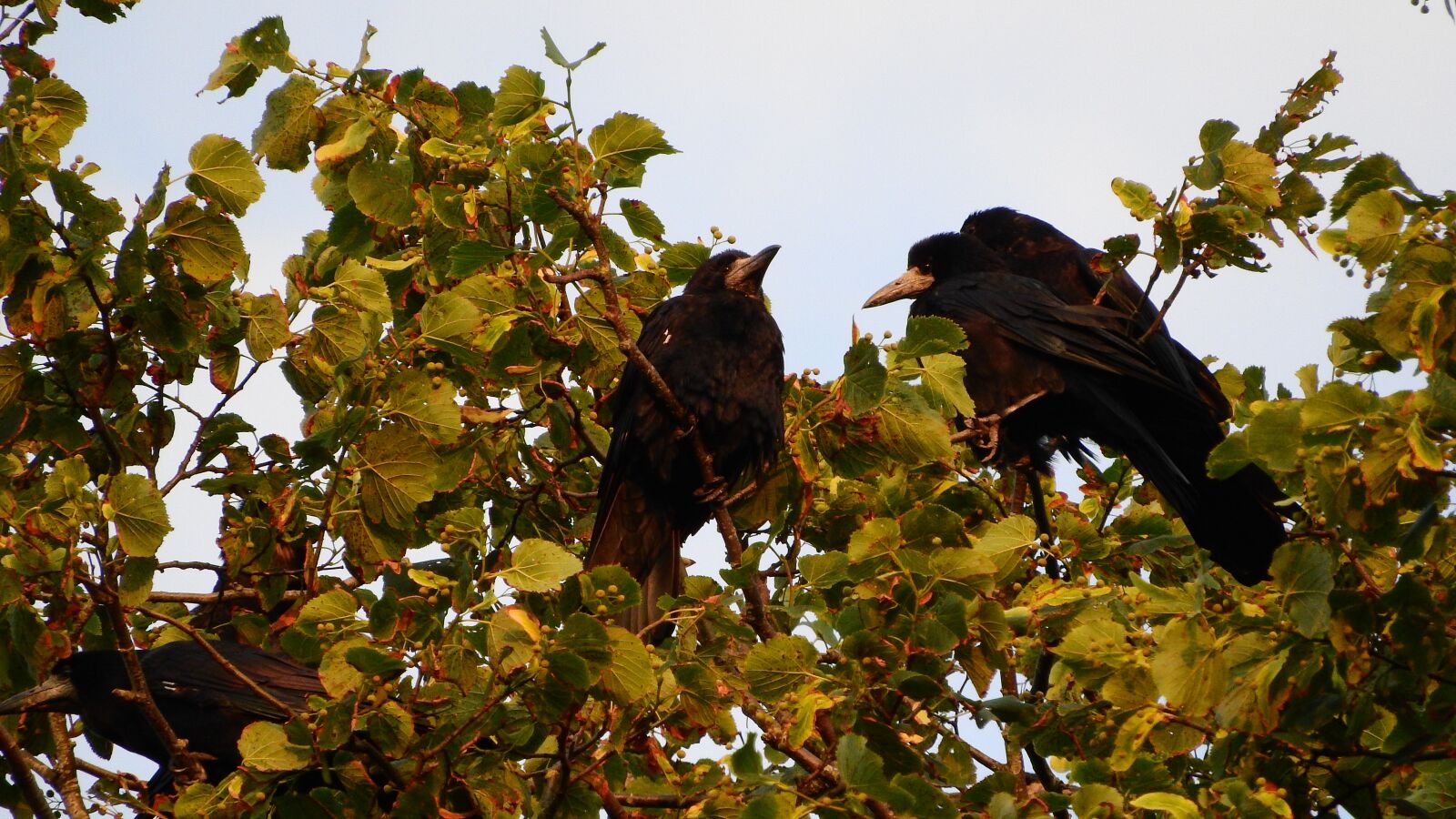 Nikon Coolpix P610 sample photo. Ravens, tree, raven photography