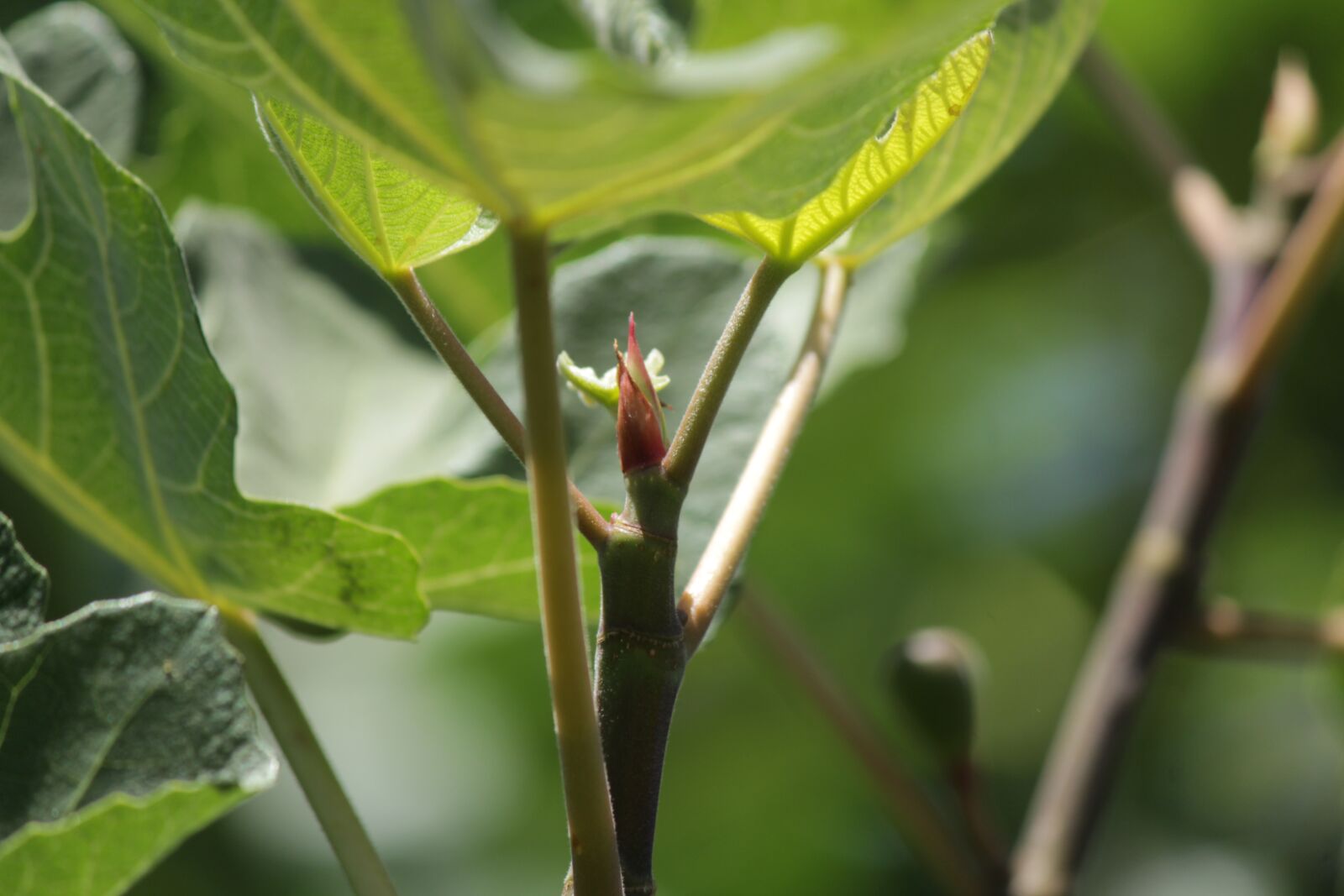 Canon EOS 1300D (EOS Rebel T6 / EOS Kiss X80) + Canon EF-S 55-250mm F4-5.6 IS II sample photo. Fig, tree, green photography