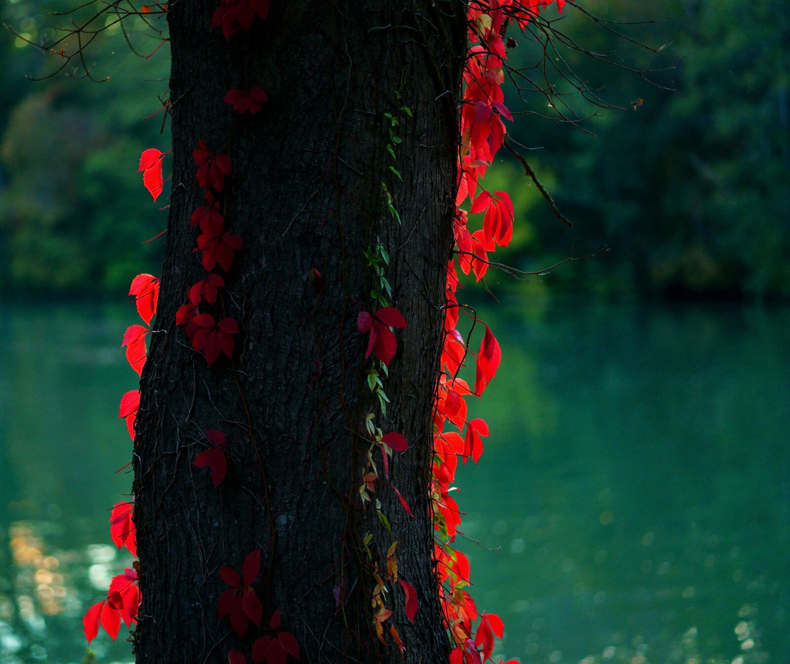 Sony a7 III + Sony FE 85mm F1.8 sample photo. Tree, autumn colours, autumn photography