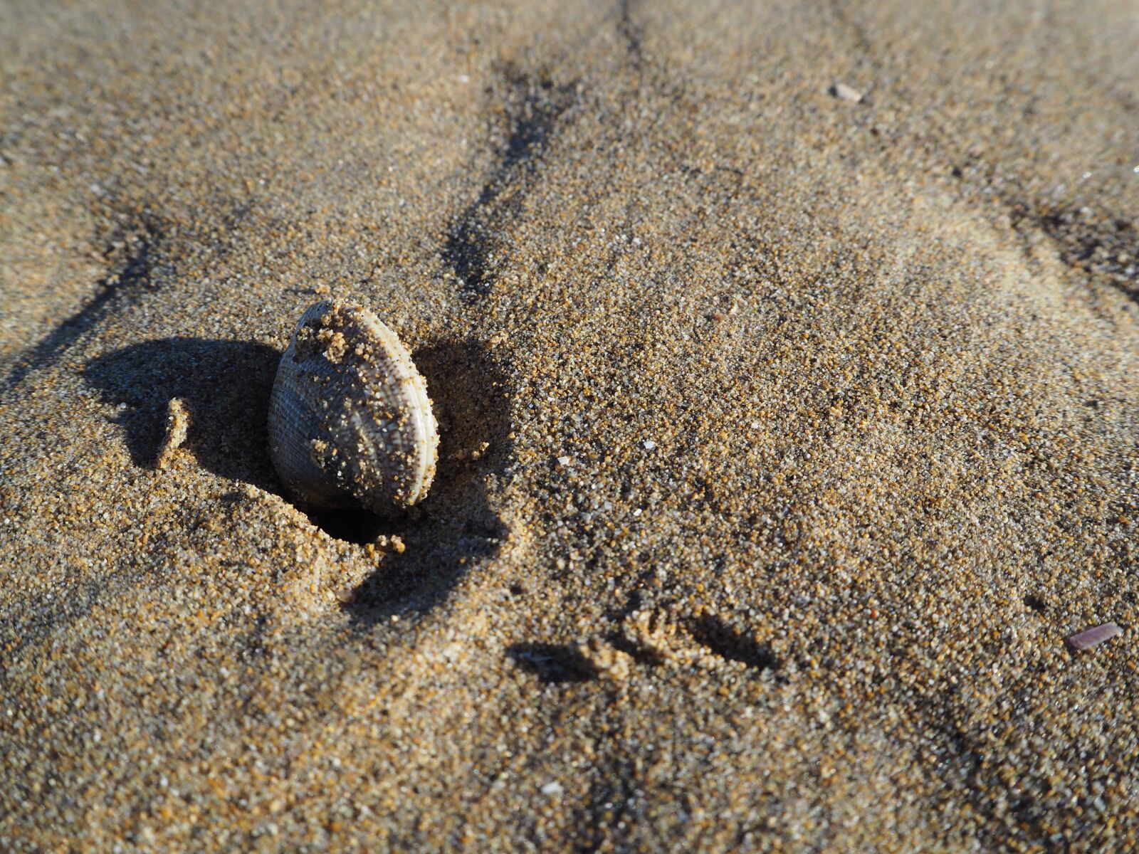 Olympus OM-D E-M10 sample photo. Shell, beach, sea photography