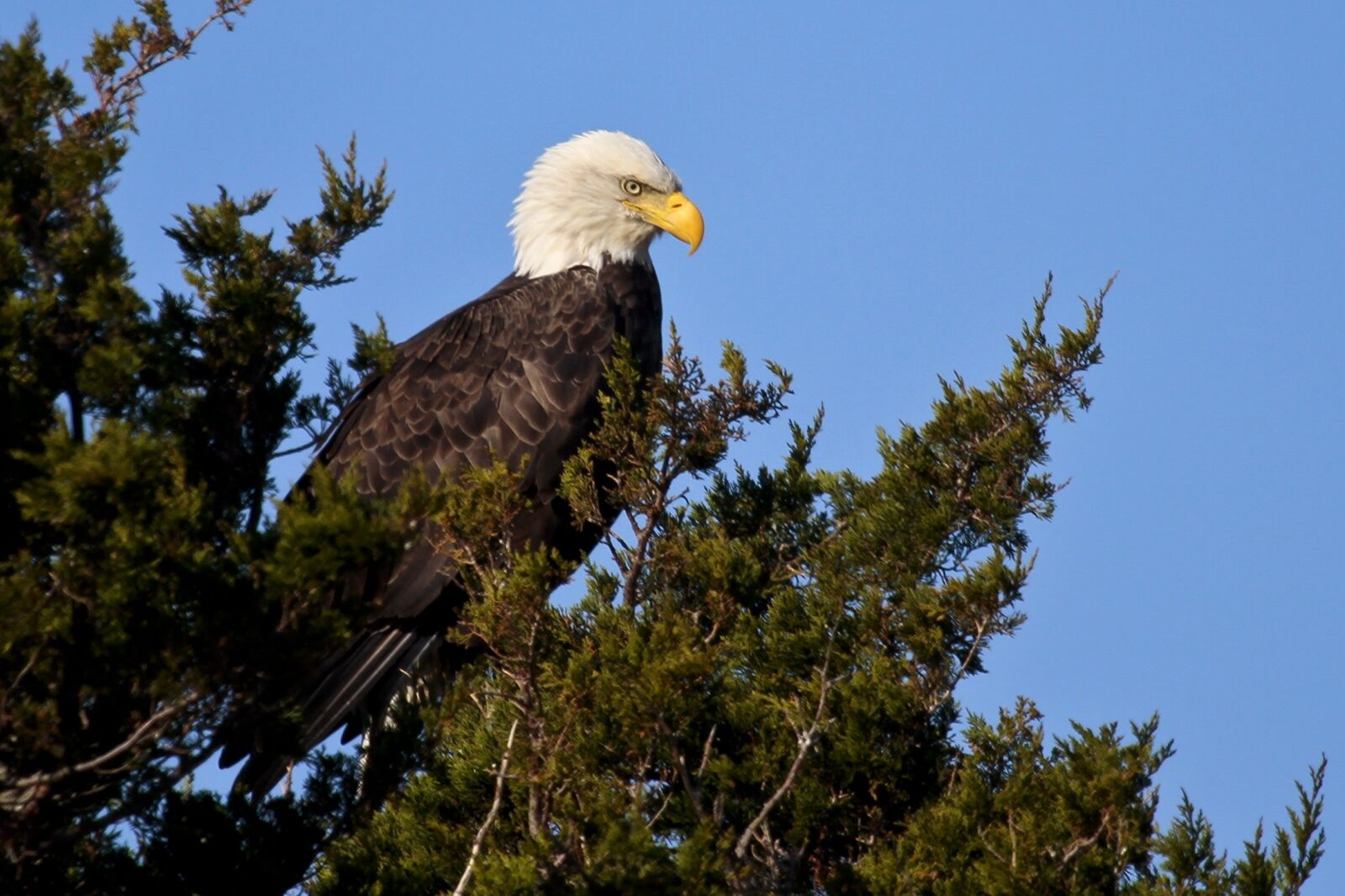 Canon EOS 7D sample photo. Bald eagle, perched, raptor photography