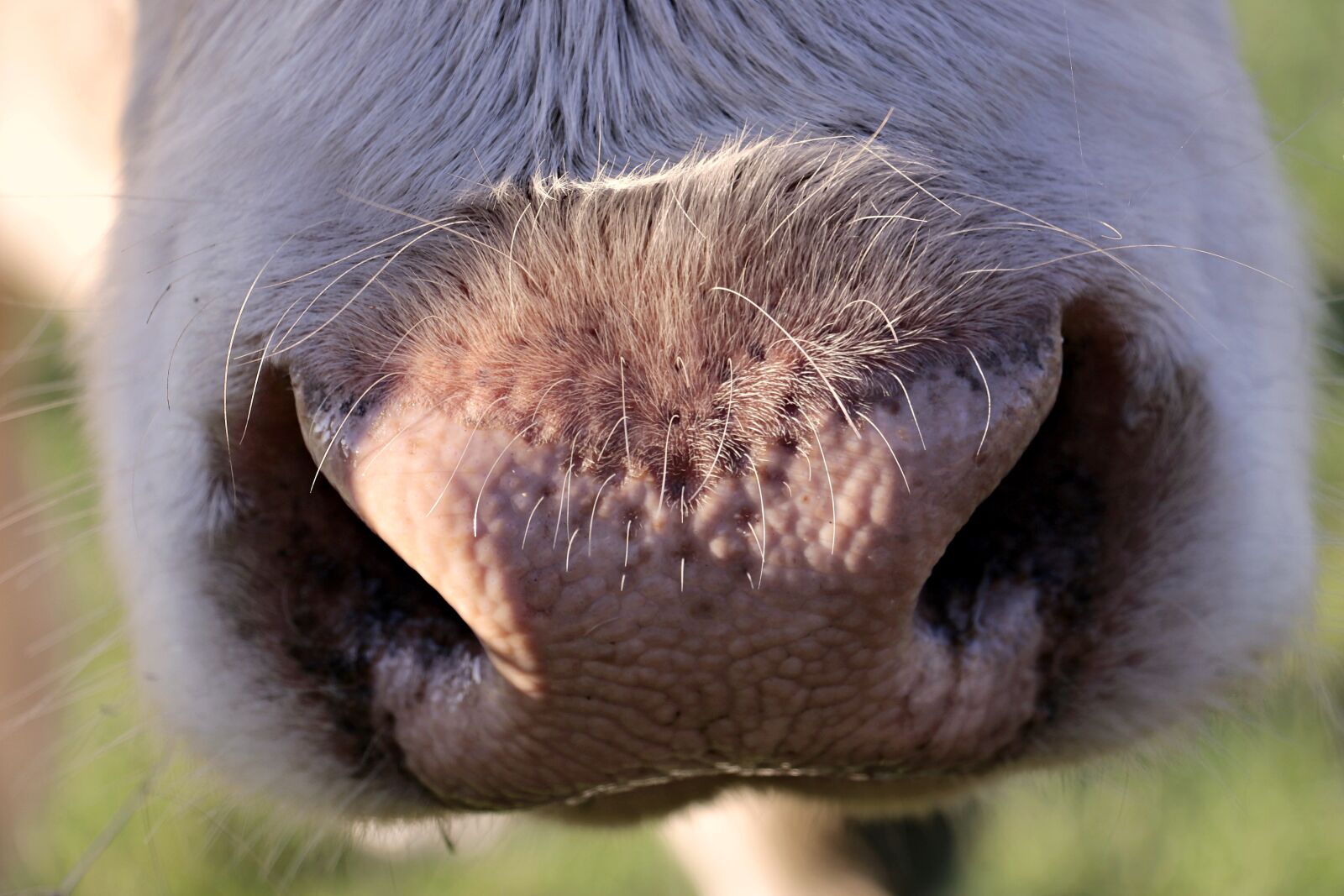 Canon EOS 100D (EOS Rebel SL1 / EOS Kiss X7) sample photo. Kuhnase, kuhschnauze, cow photography