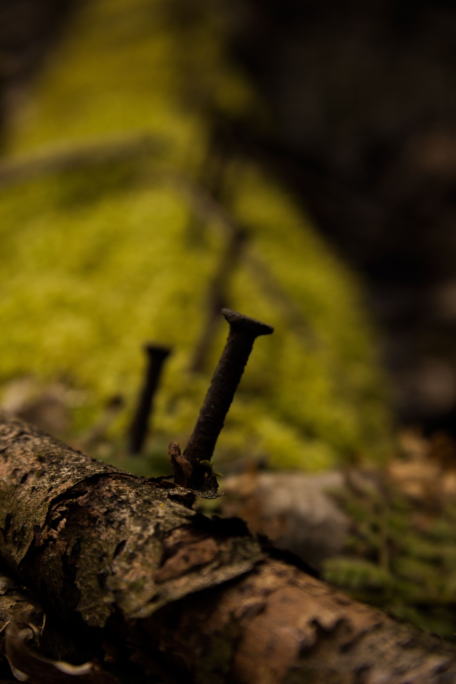Canon EF-S 17-85mm F4-5.6 IS USM sample photo. Nature, autumn, wood photography