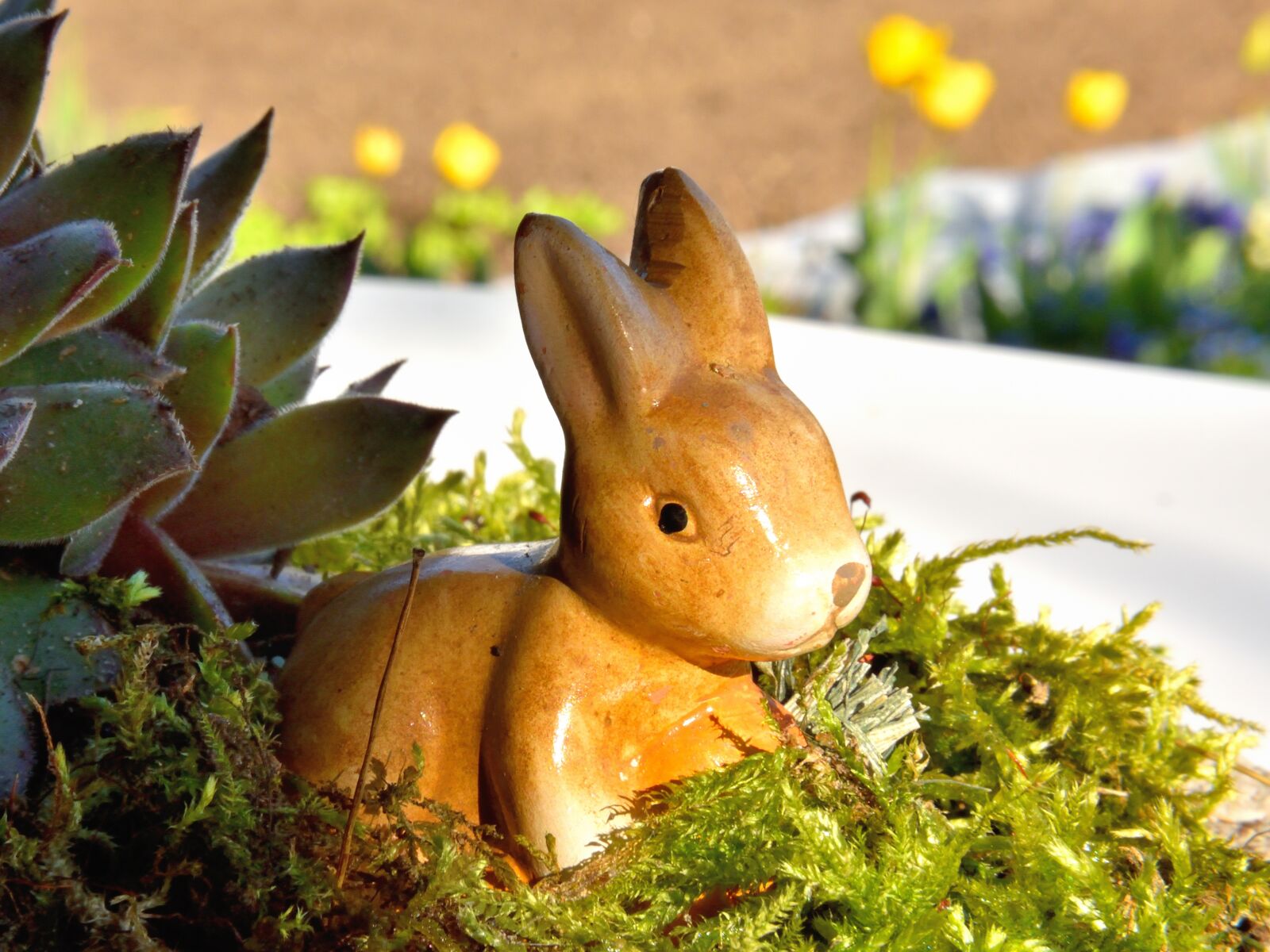 Nikon D5500 sample photo. Easter bunny, moss, hare photography