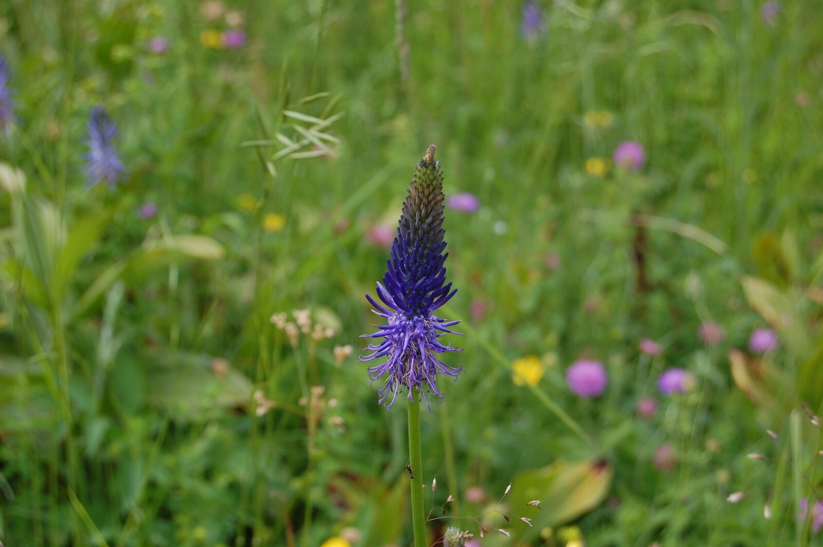 Nikon D40 sample photo. Nature, summer, flower photography