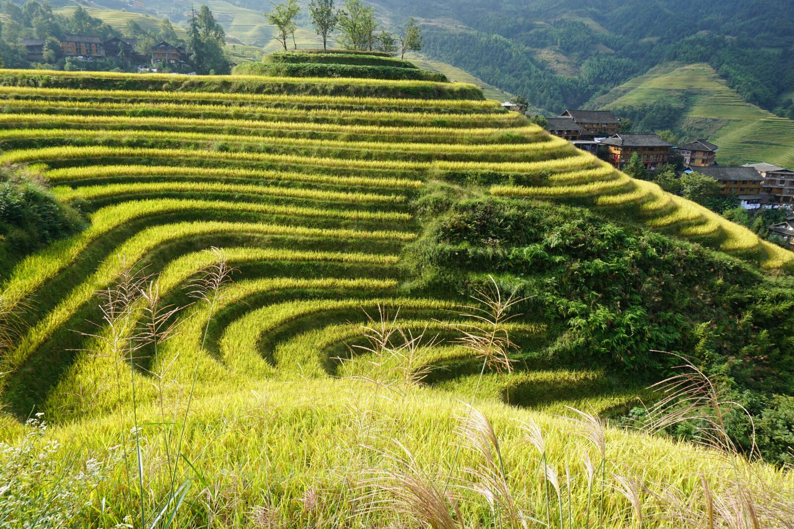 Sony a5100 sample photo. Terraced fields, longji, dragon's photography