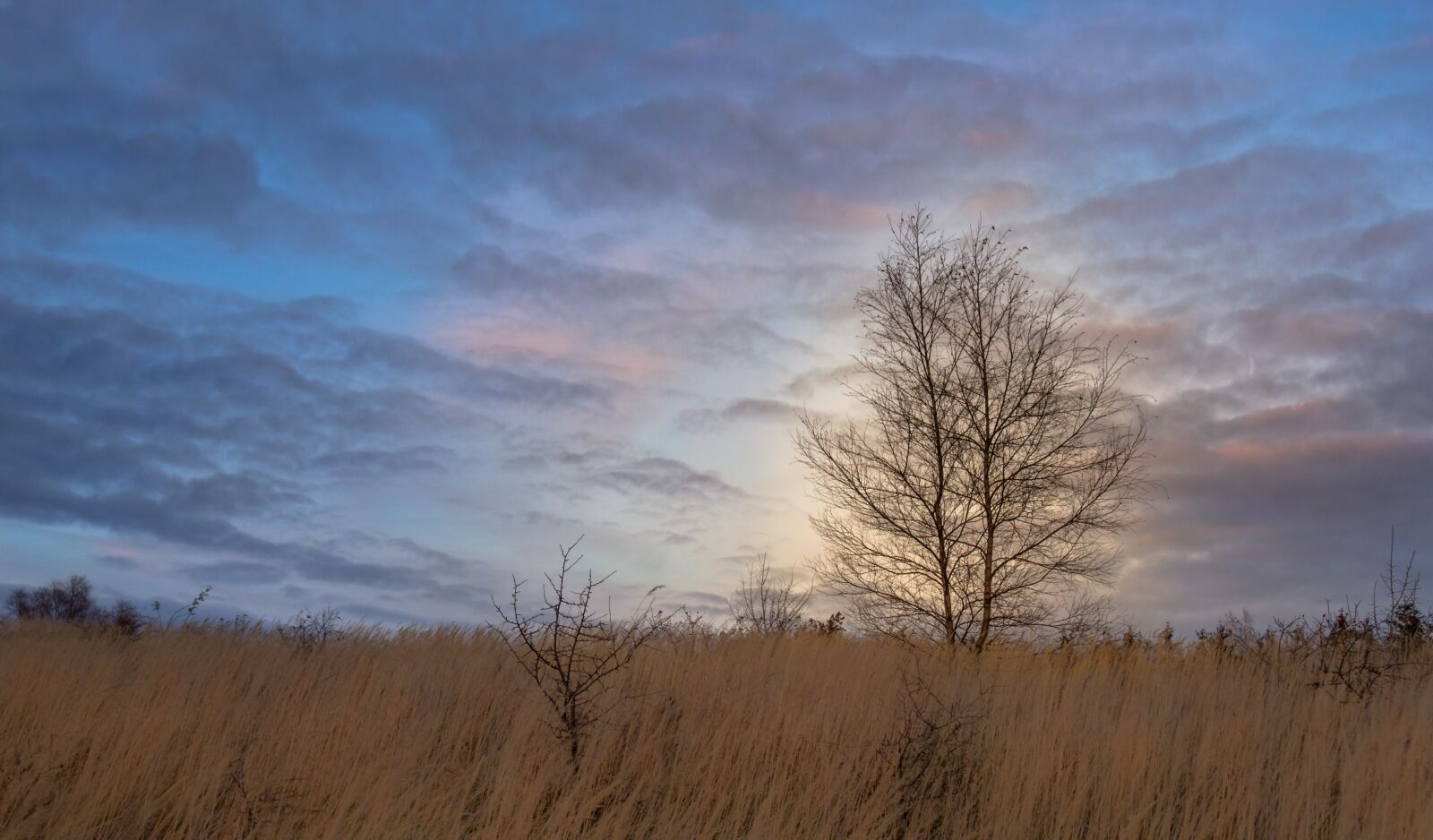 Olympus PEN E-PL6 sample photo. Tree, meadow, nature photography