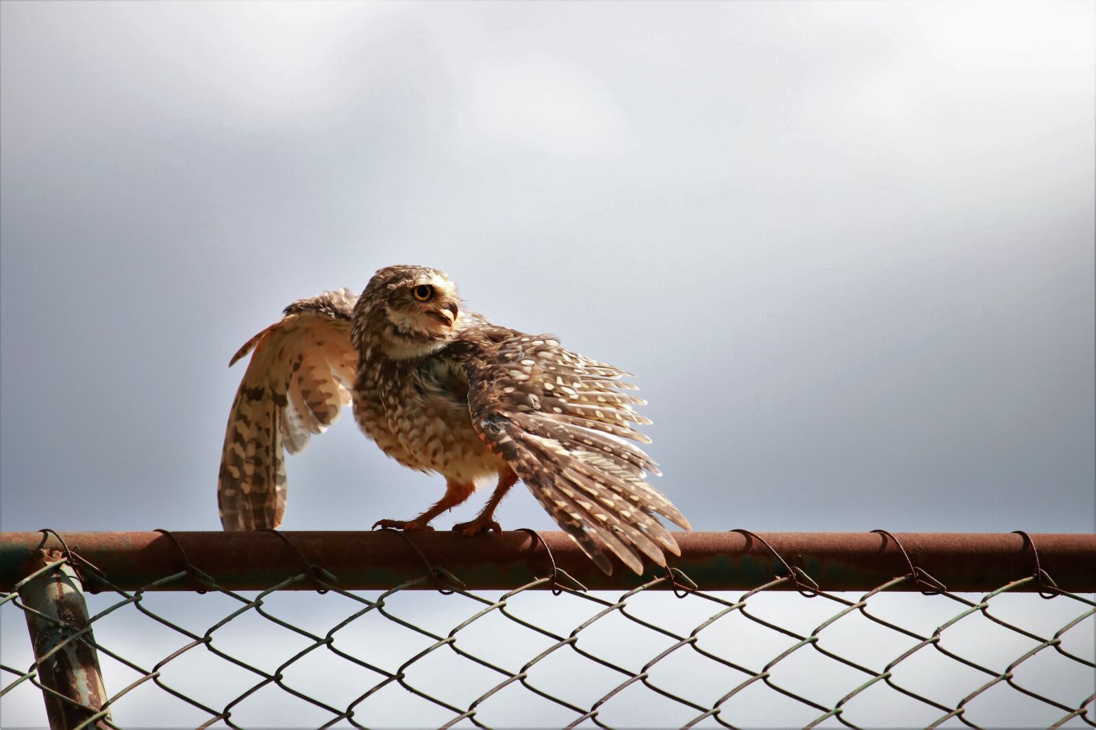 Canon EF-S 55-250mm F4-5.6 IS STM sample photo. Nature, outdoors, animalia photography