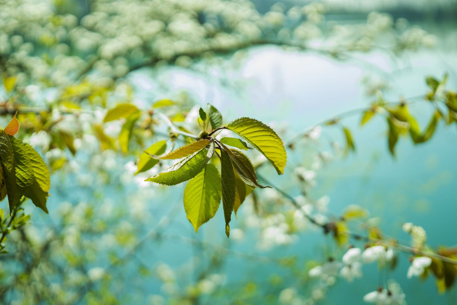Sigma 30mm F2.8 EX DN sample photo. Leaves, cherry tree, green photography