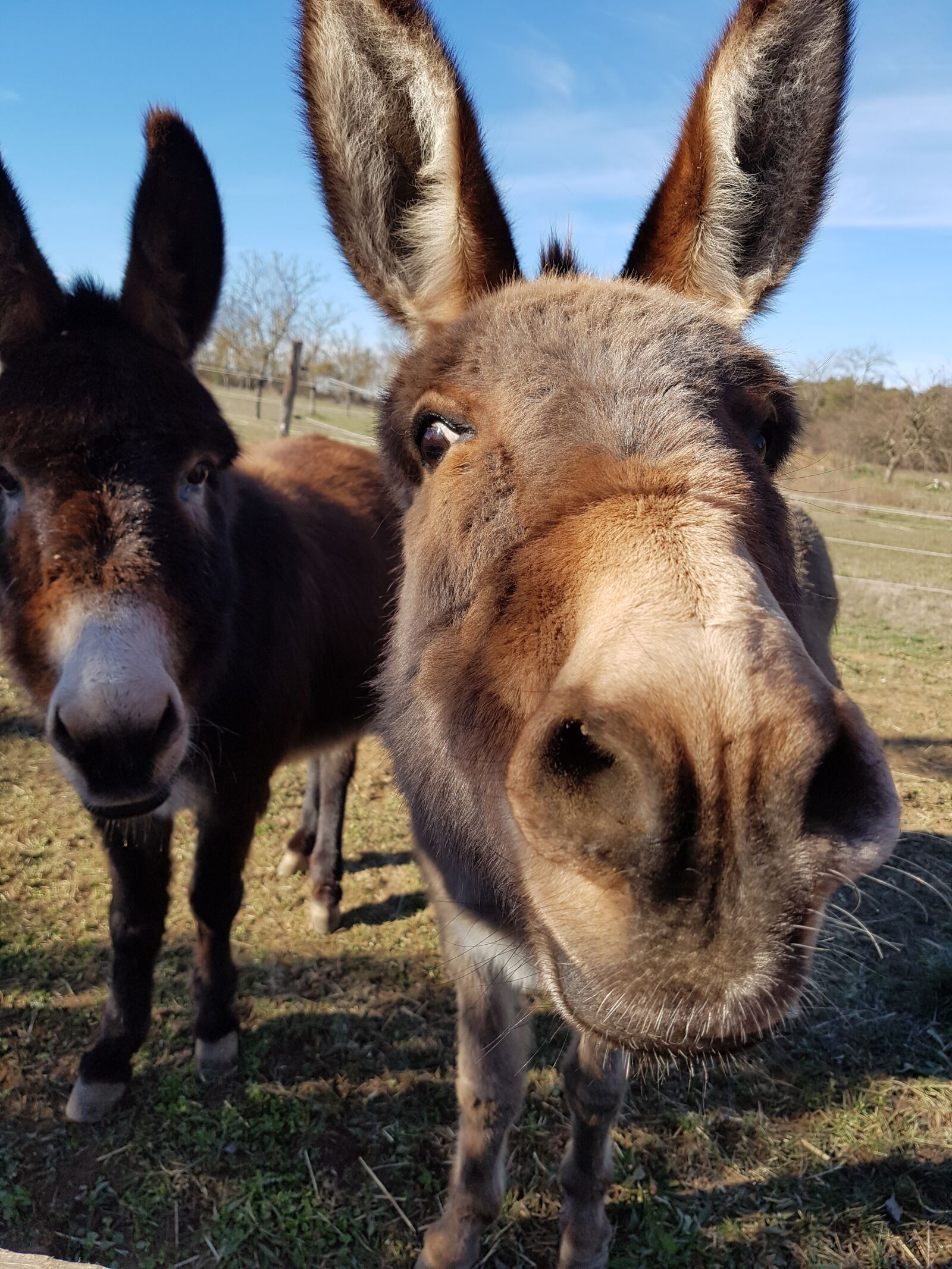 Samsung Galaxy S7 sample photo. Donkey, pony, horse photography