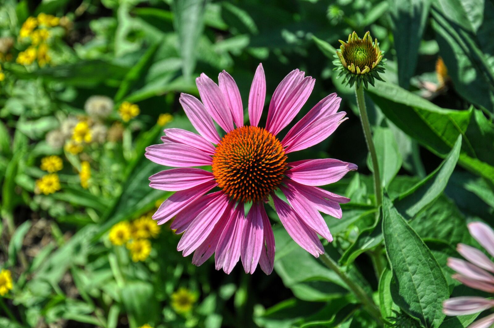 Nikon D5000 sample photo. Coneflower, composites, garden plant photography