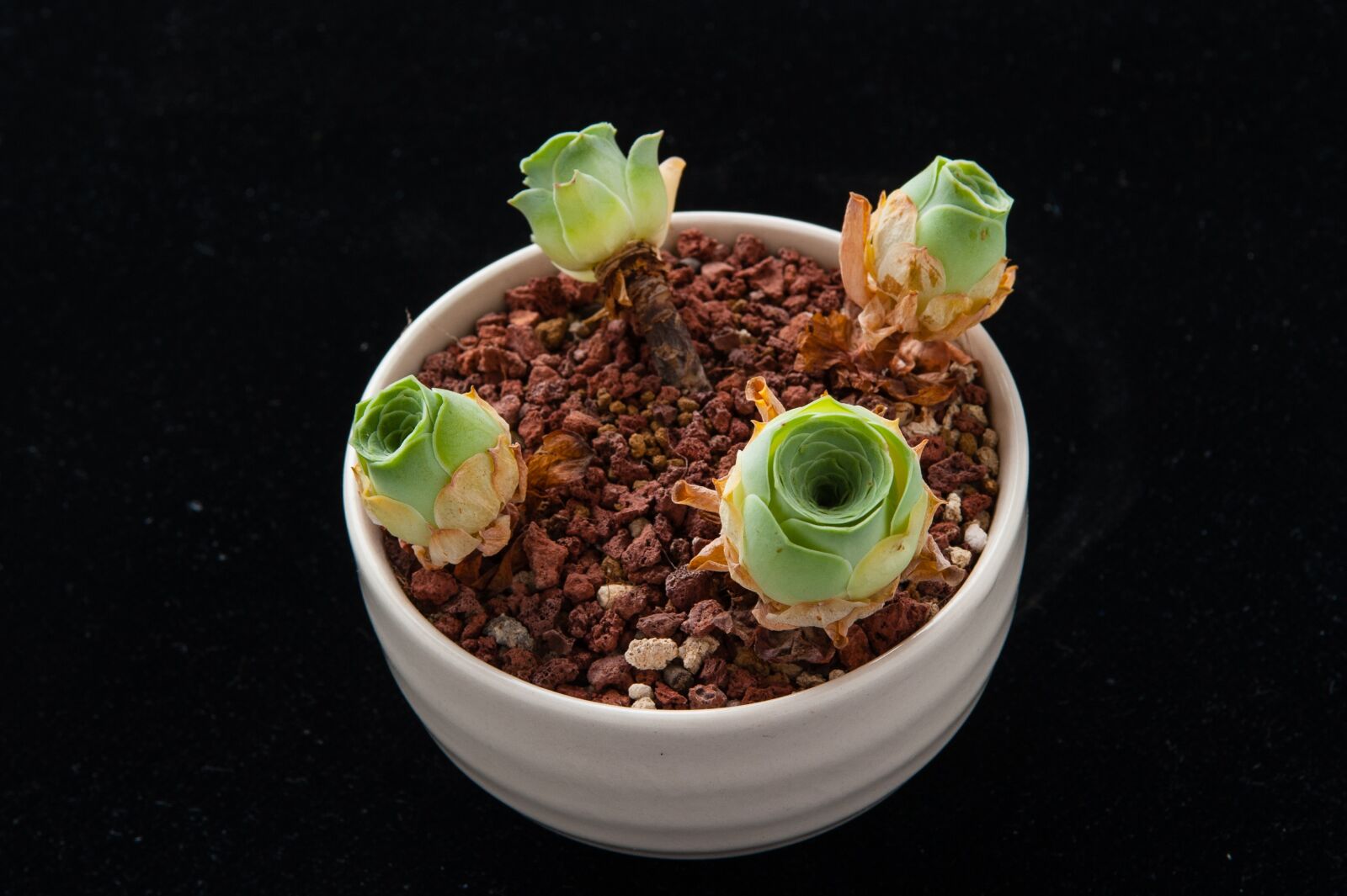 Nikon D700 sample photo. The fleshy, plant, gardening photography