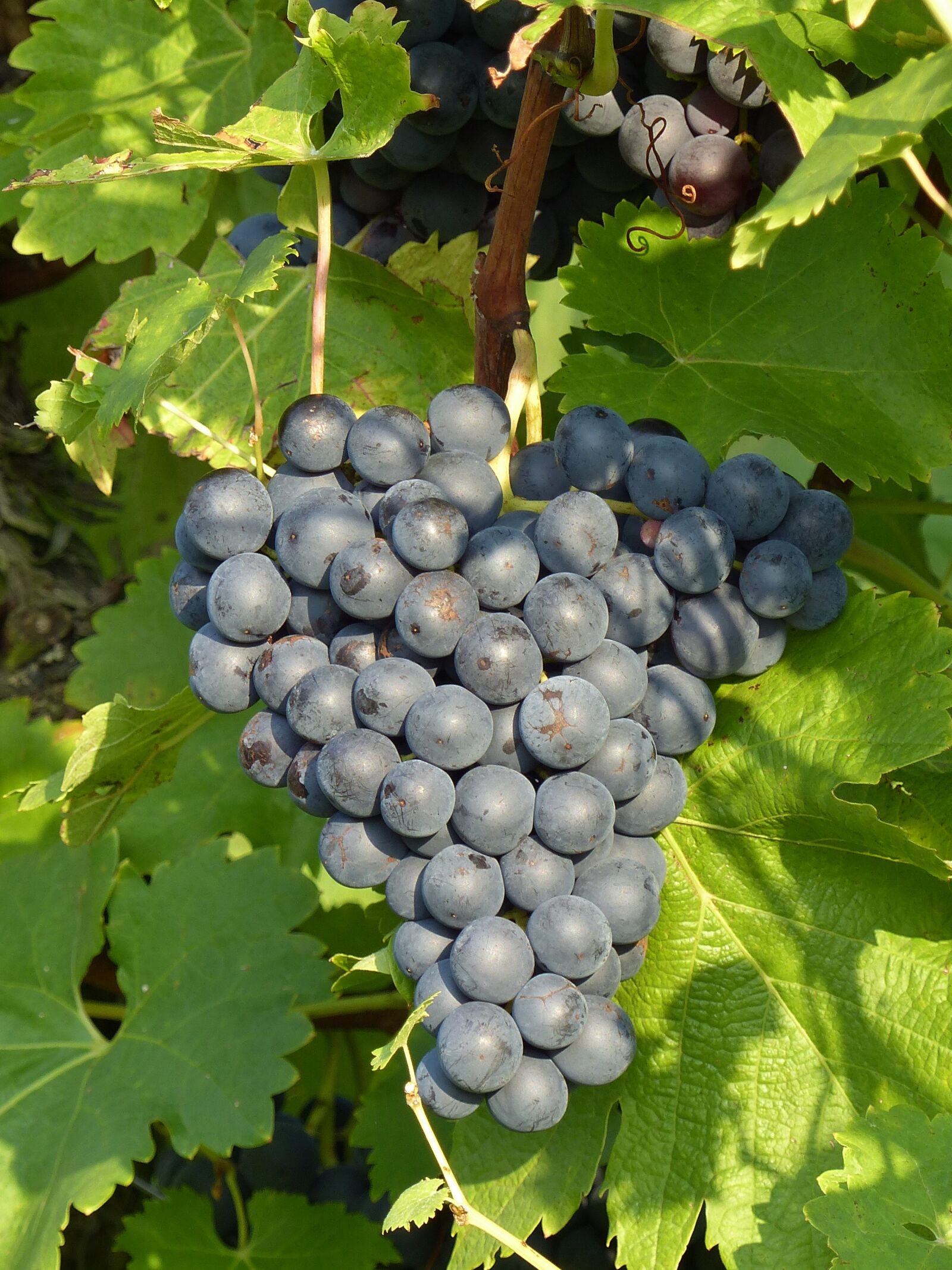 Panasonic Lumix DMC-FZ200 sample photo. Grapes, blue, grapevine photography