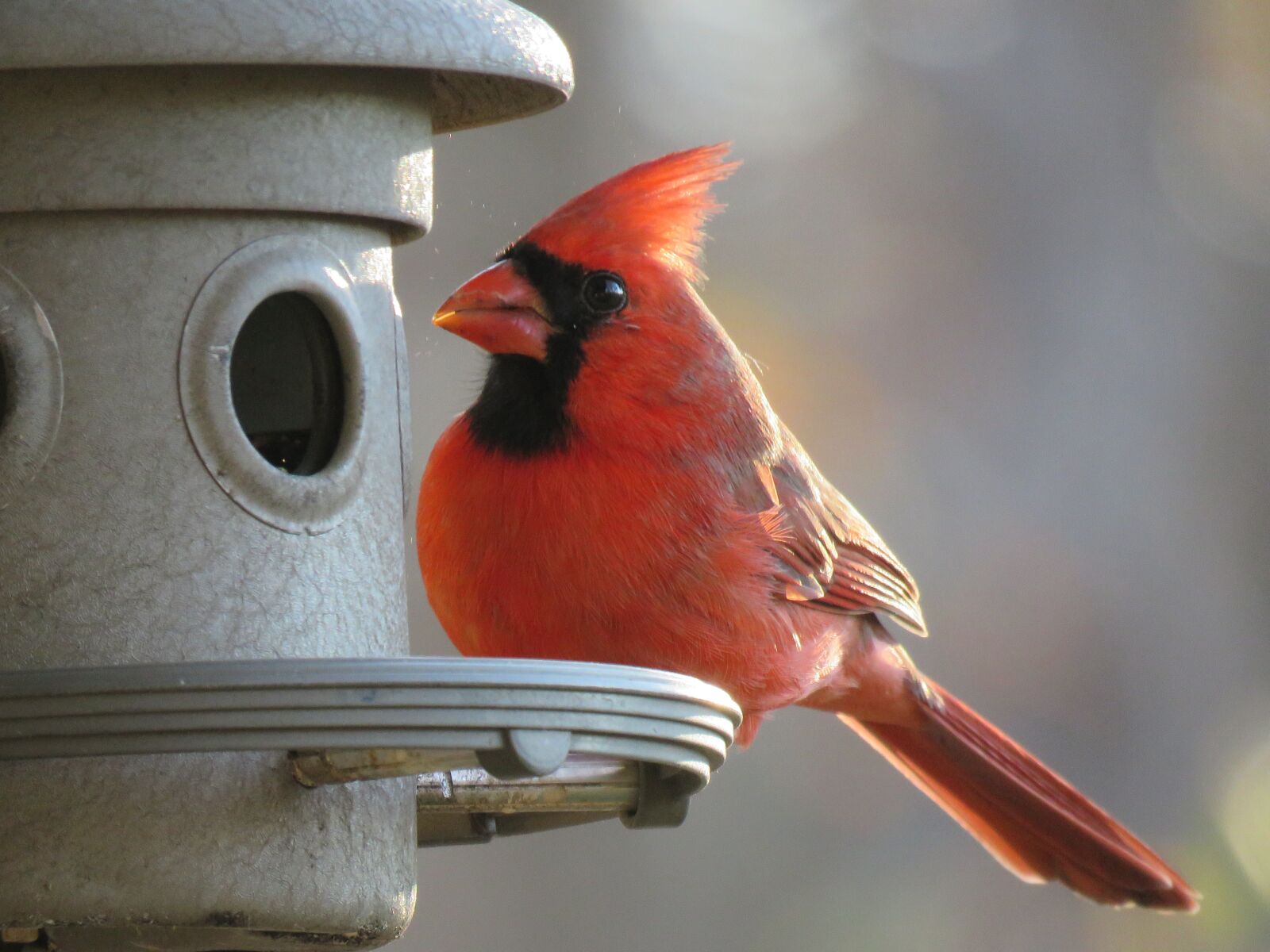 Canon PowerShot SX60 HS sample photo. Bird, nature, red bird photography