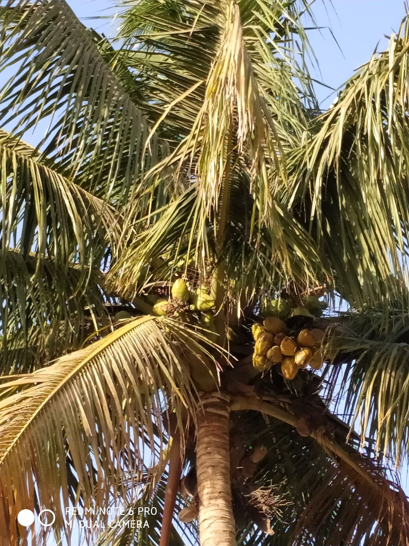 Xiaomi Redmi Note 6 Pro sample photo. Coconut tree, tree, palm photography