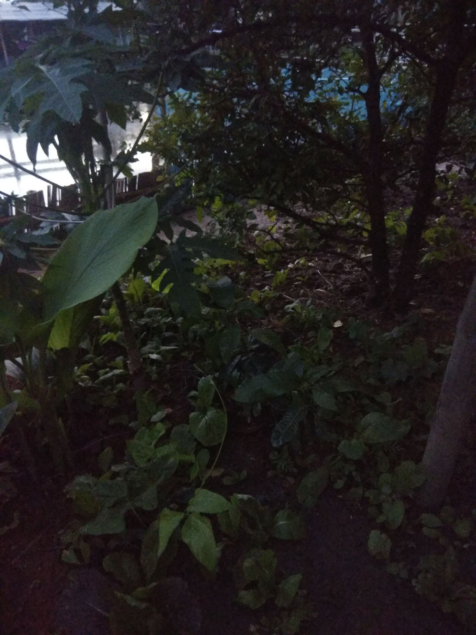 Xiaomi Redmi Note 4 sample photo. Jungle, trees, twilight photography