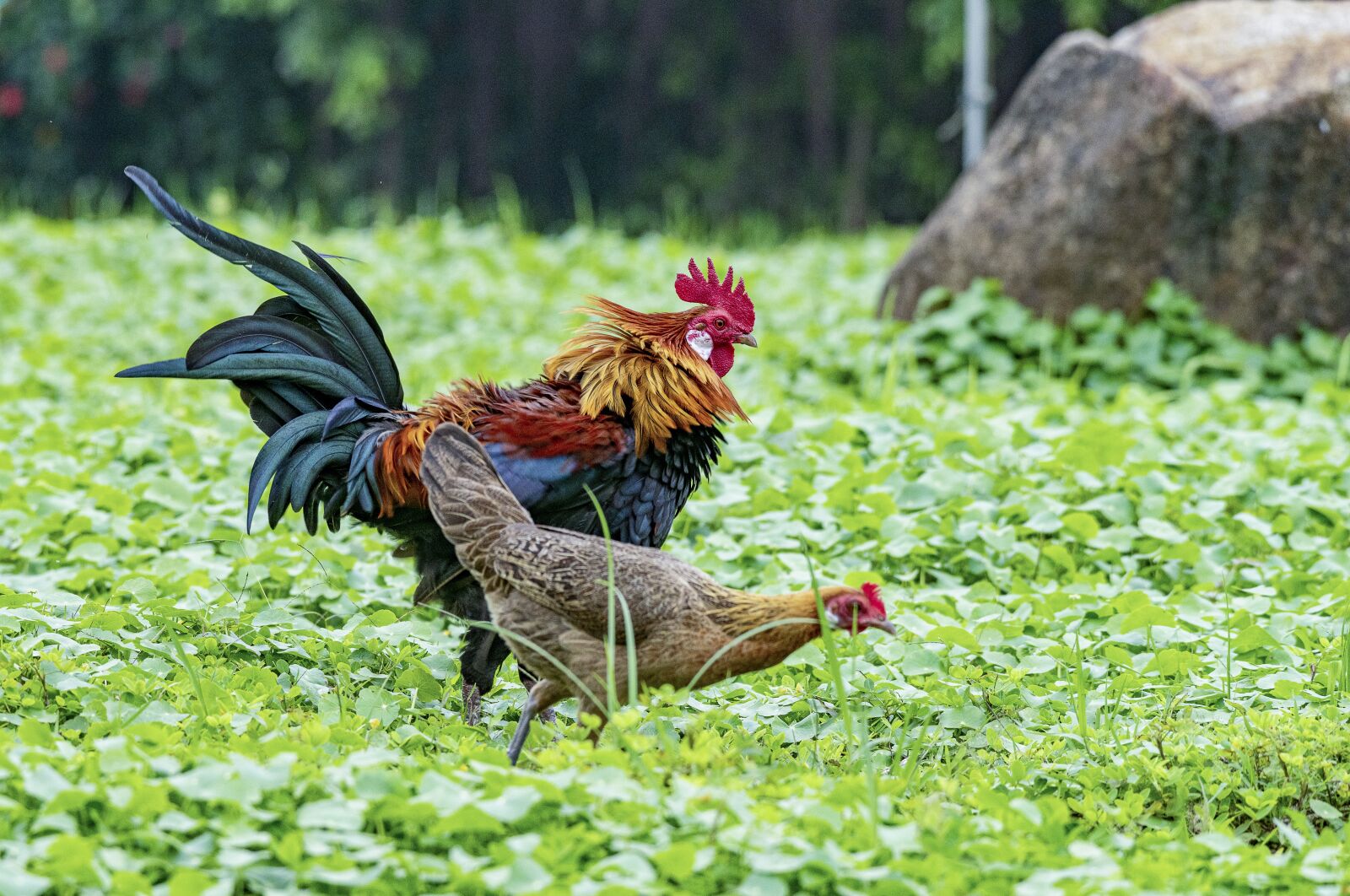 Nikon D810 sample photo. Chicken, rico, delicious photography